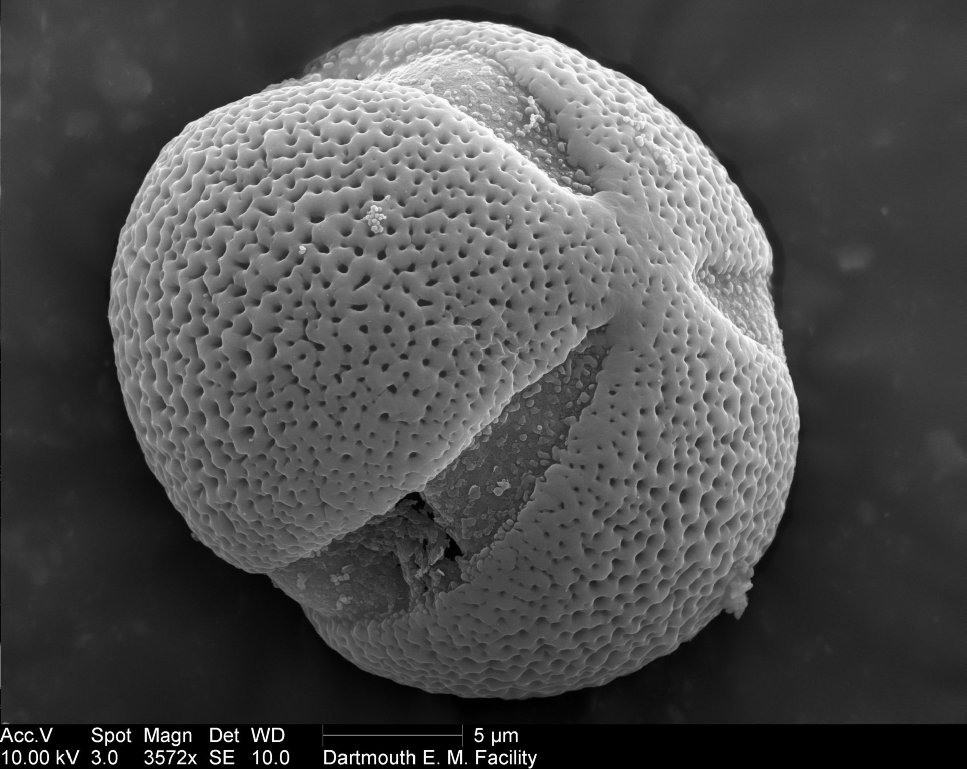 Paeonia lactiflora (Pollen wall) - CIL:40290