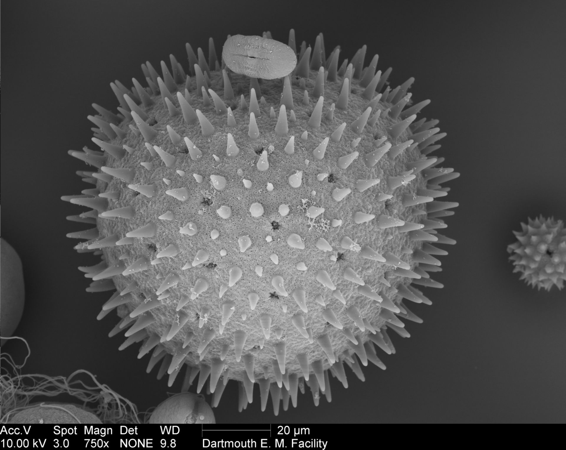 Sildalcea malviflora (Pollen wall) - CIL:40348