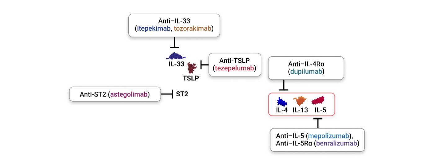chiesi_32.1_schematische_darstellung__2_original.jpg