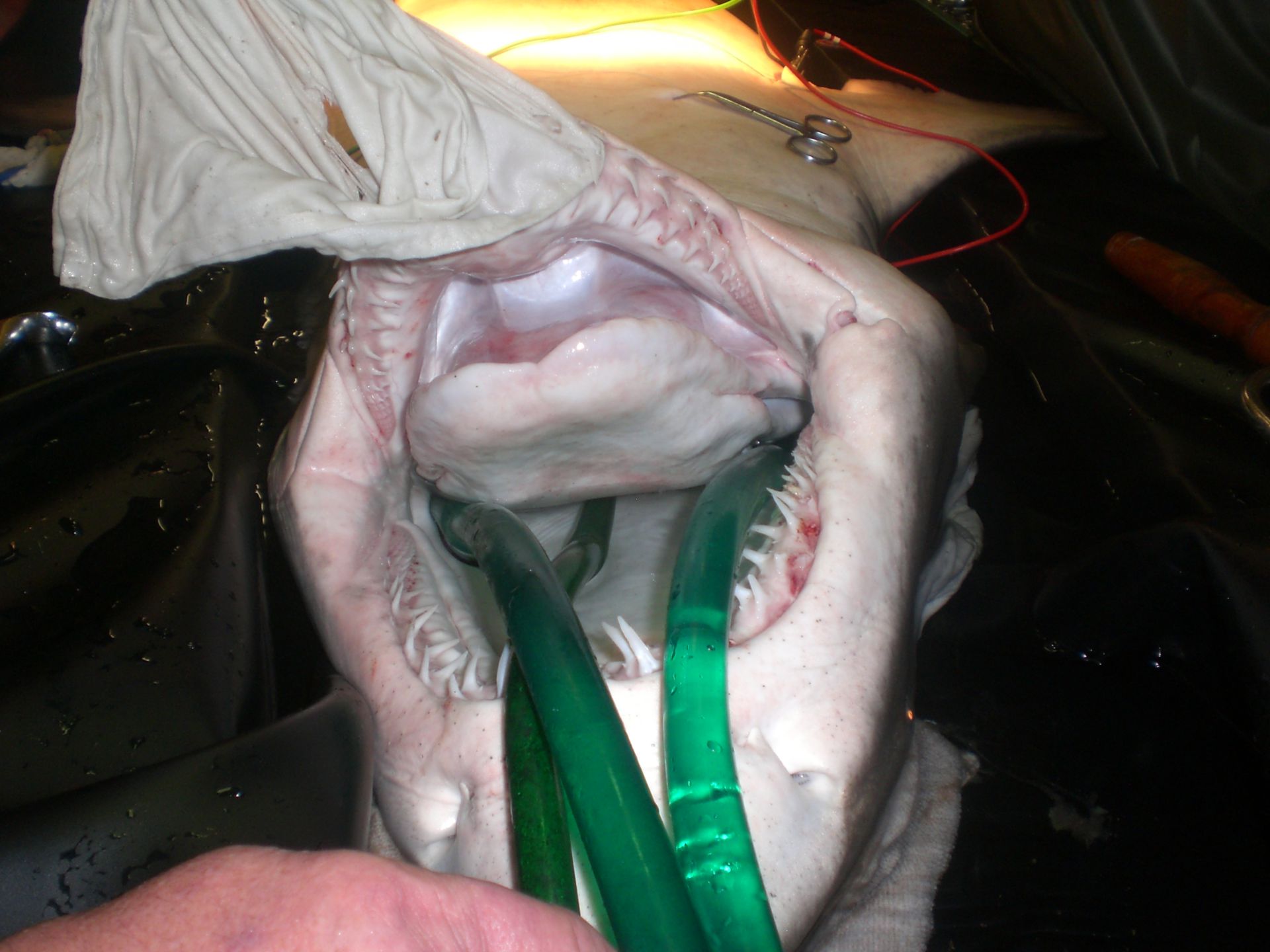 sandtiger shark surgery (4)