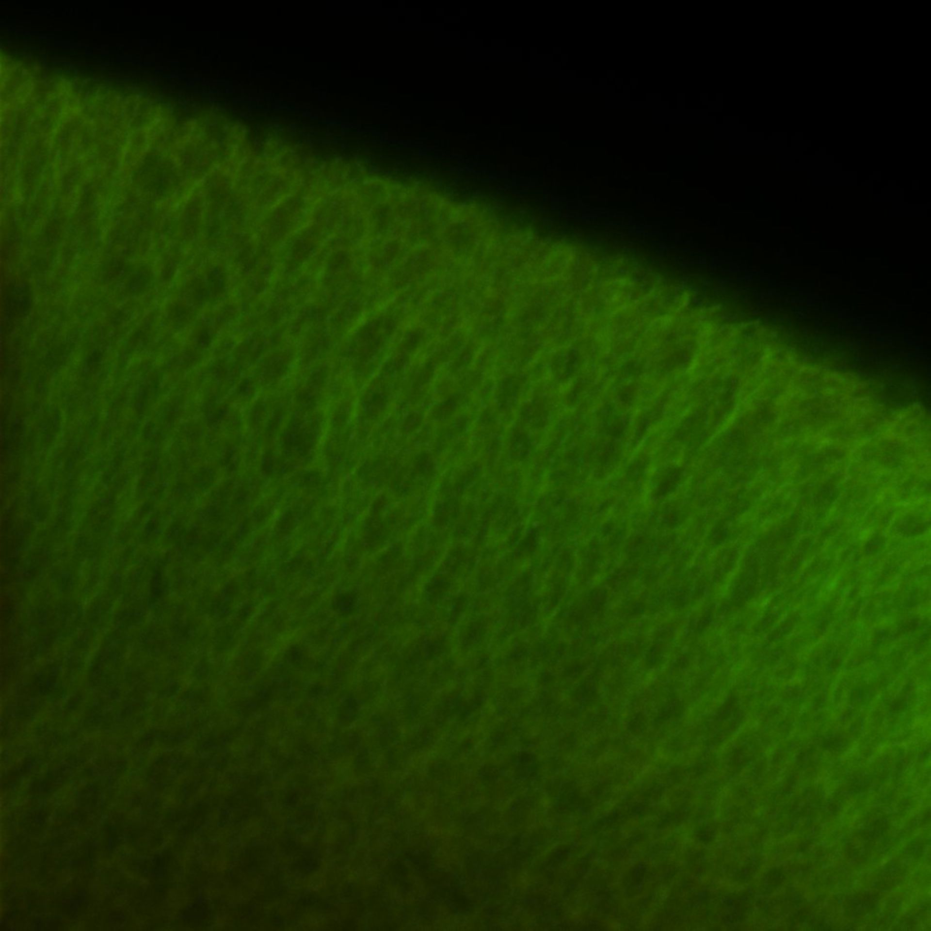 Xenopus laevis (DNA) - CIL:36469