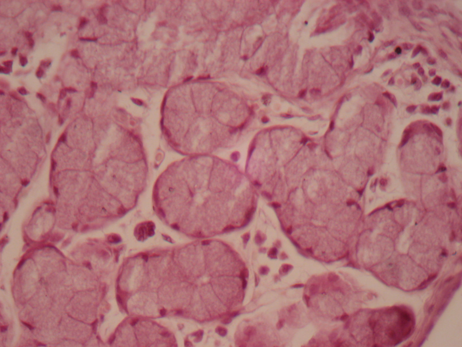 Palatil tonsil of dog - seromucosal glands