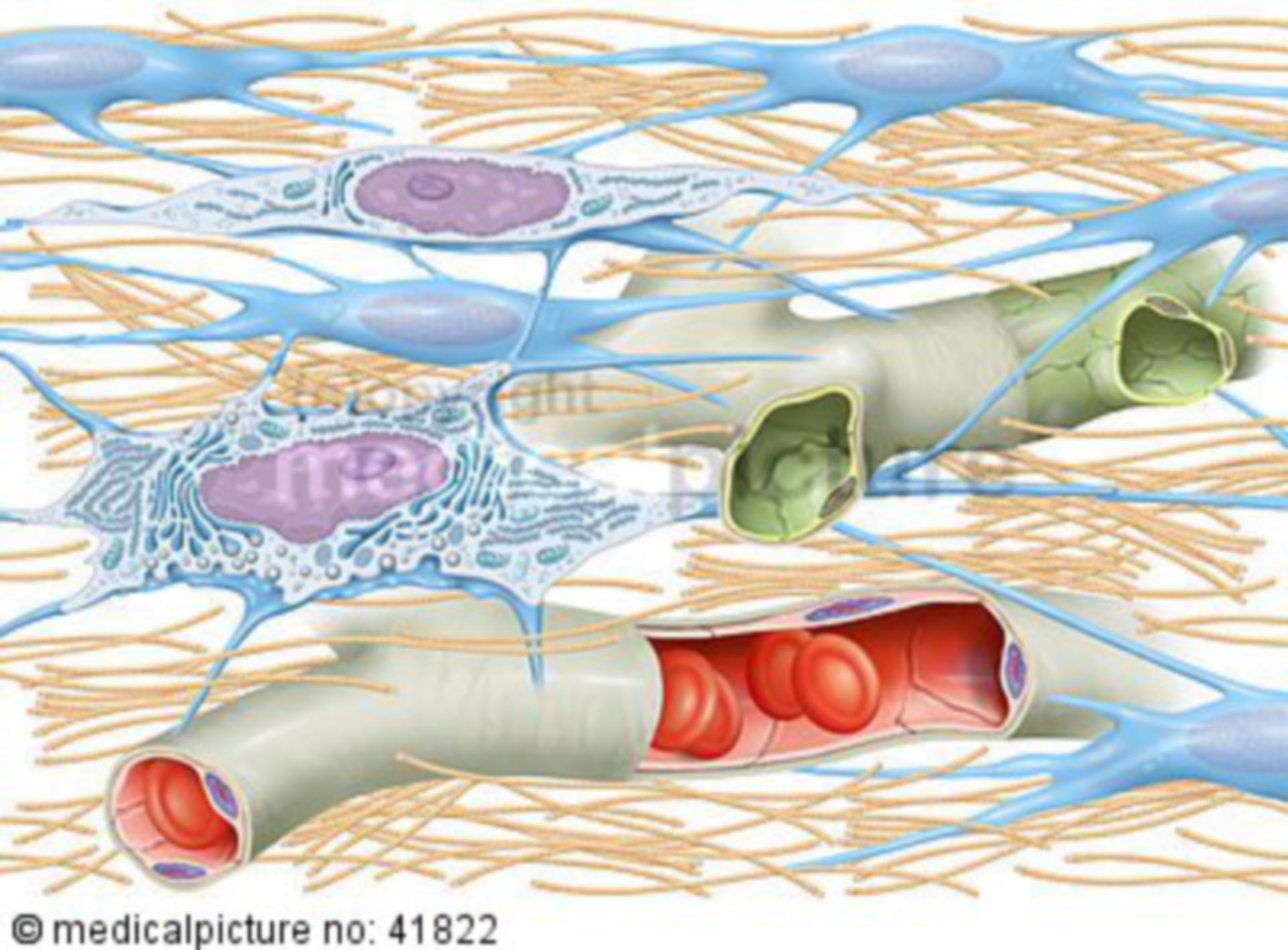  Fibrozyt und Fibroblast zwischen Gefäßen 
