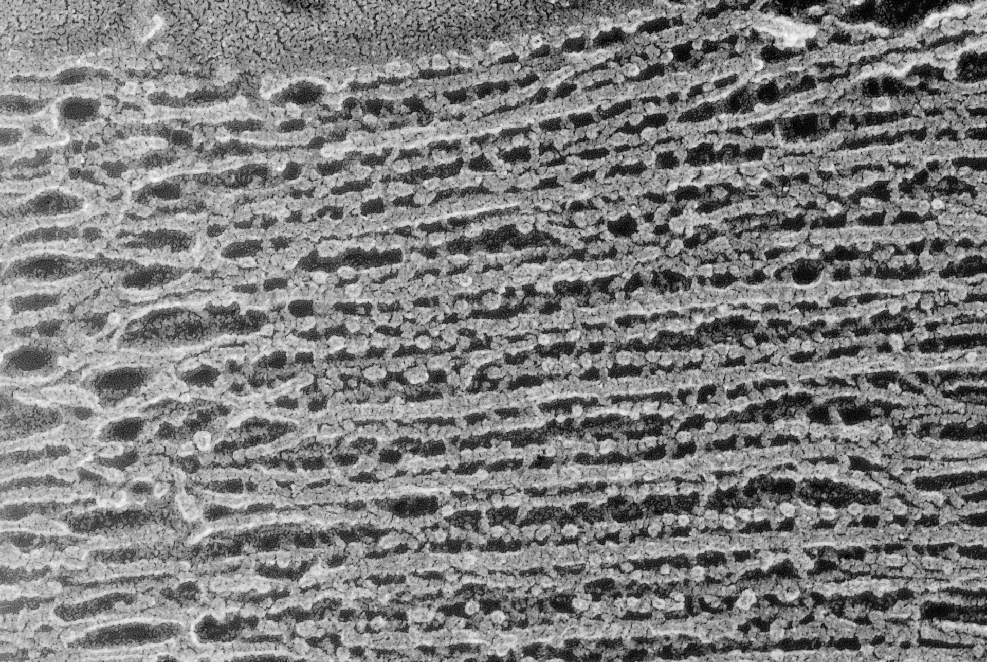Oryctolagus cuniculus (Cytoskeleton) - CIL:836