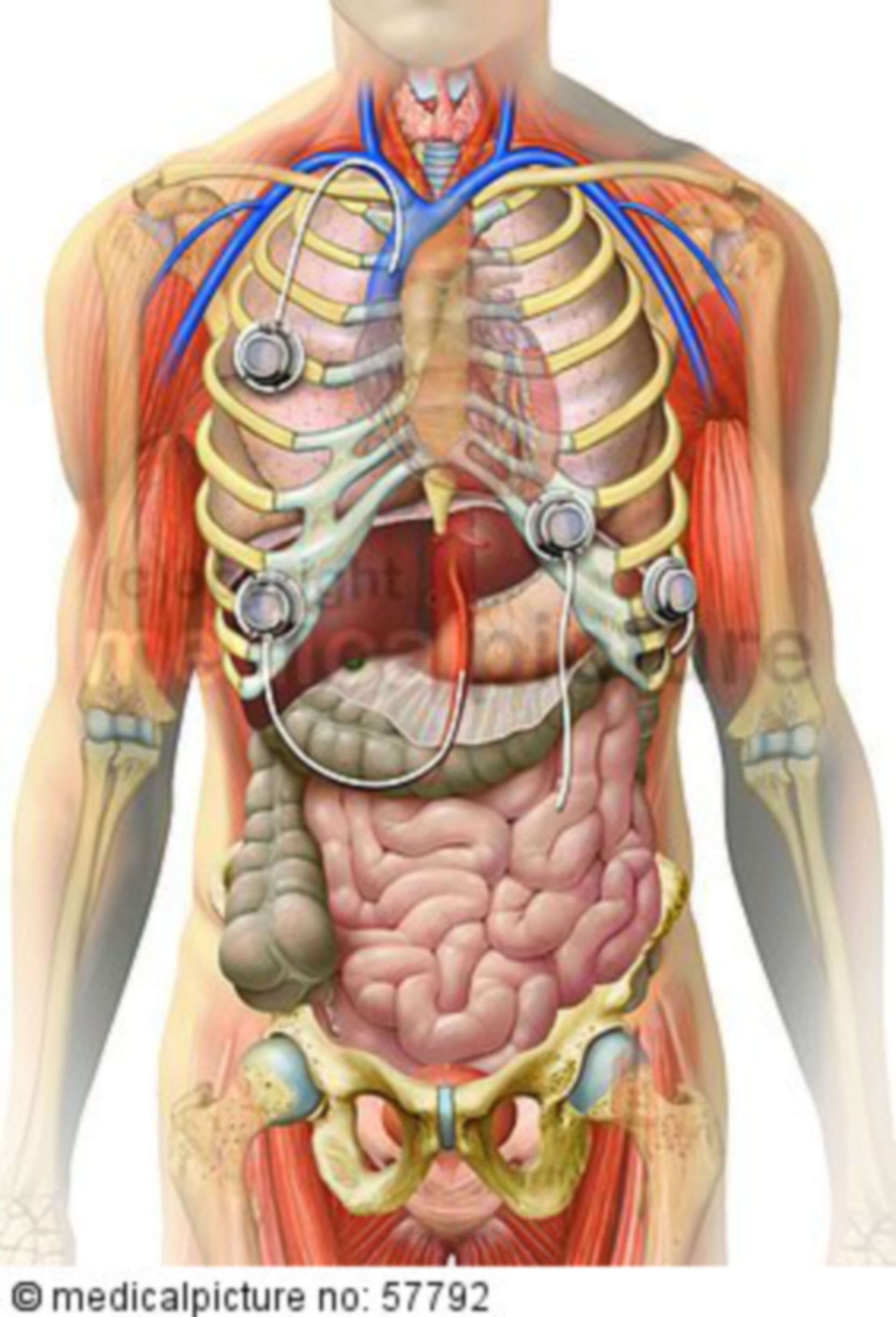 Внутренние органы фото. Расположение органов у человека. Человеческие органы расположение. Органы внутри человека.
