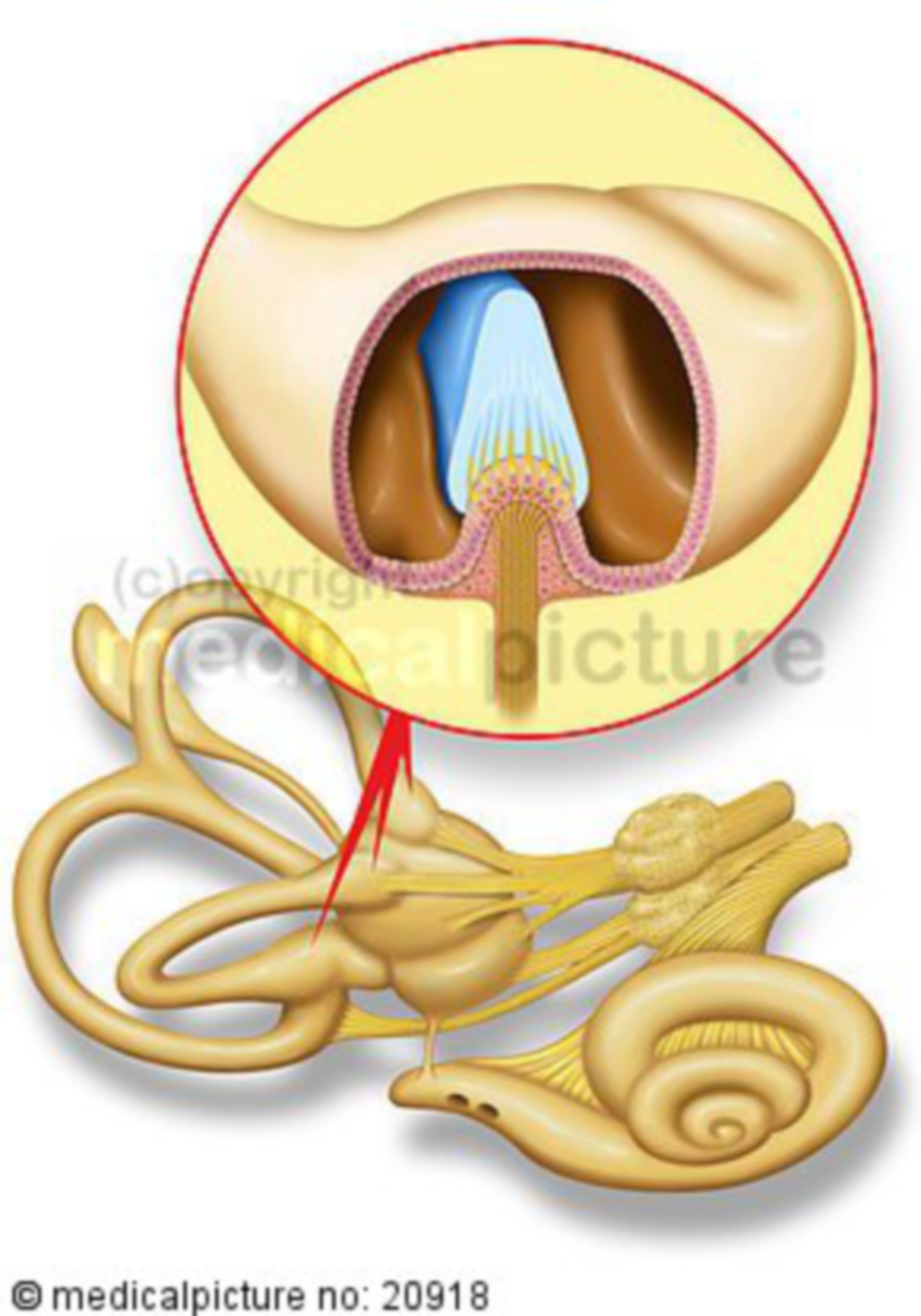 Vestibular organ: semicircular ducts