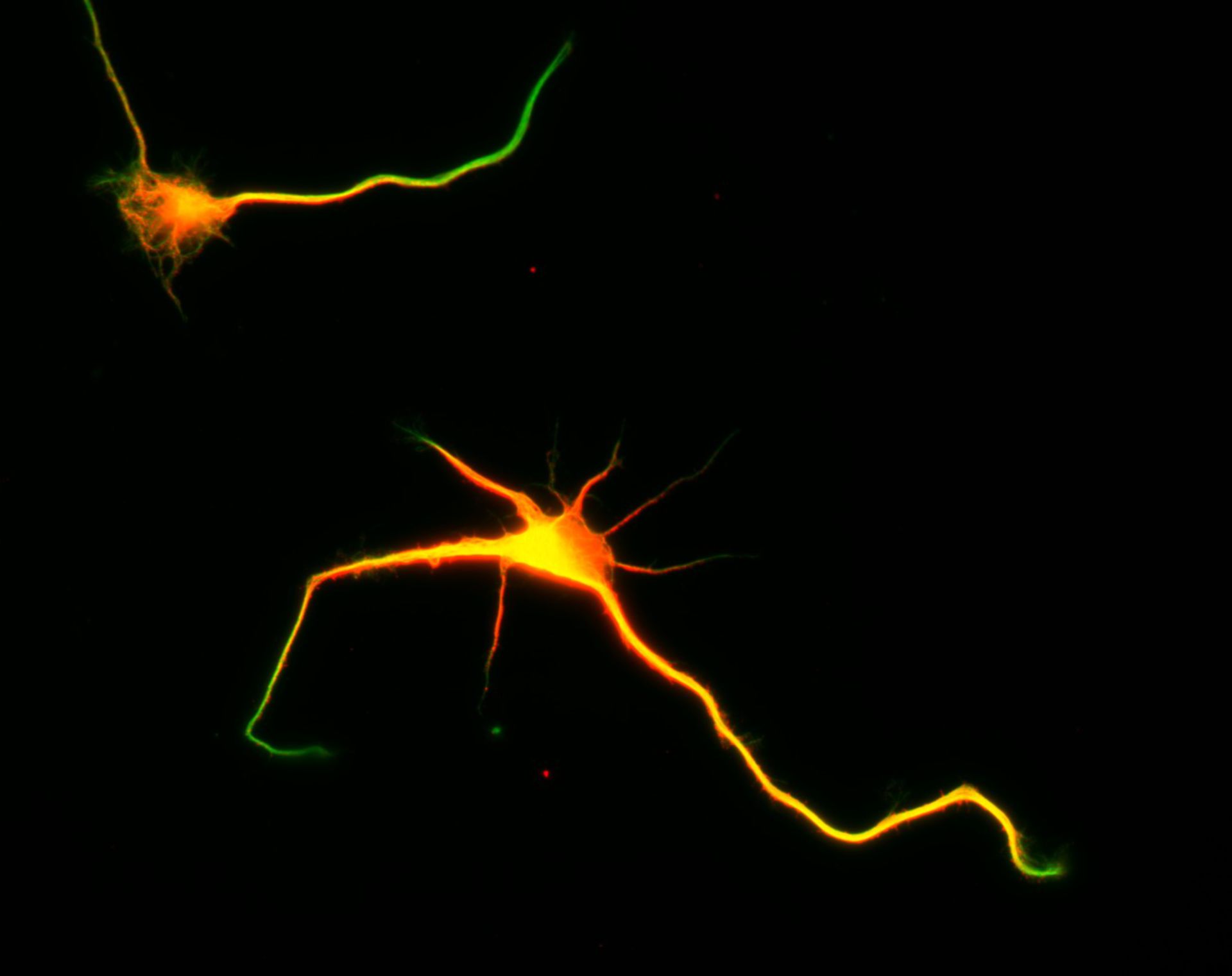 Rattus (Dendrite) - CIL:8469