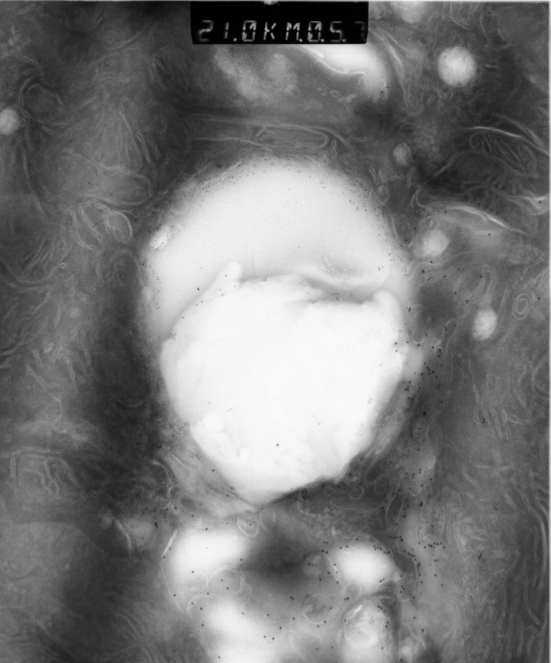 Rattus rattus (Mitochondrion) - CIL:38591