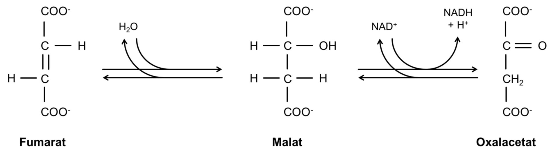 Reaktion Fumarat über Malat zu Oxalacetat