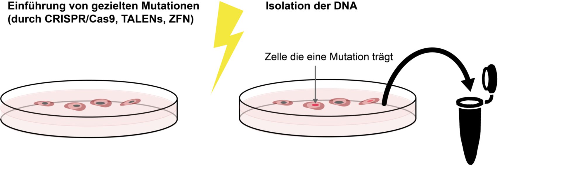 Isolation von DNA, welche mittels Genome-Editing-Methoden mutiert wurde