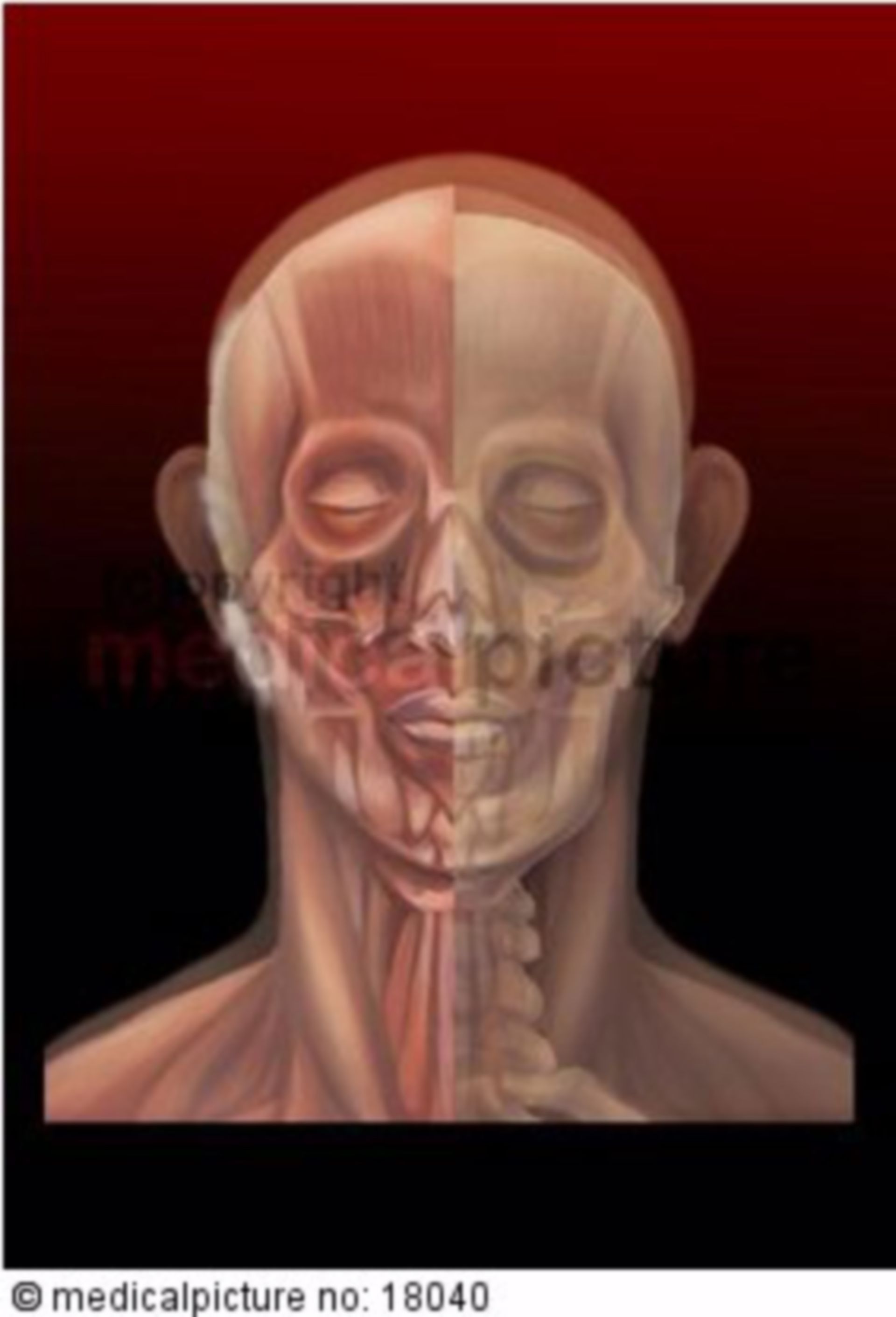  Plastische Darstellung der Kopf- und Halsmuskulatur 
