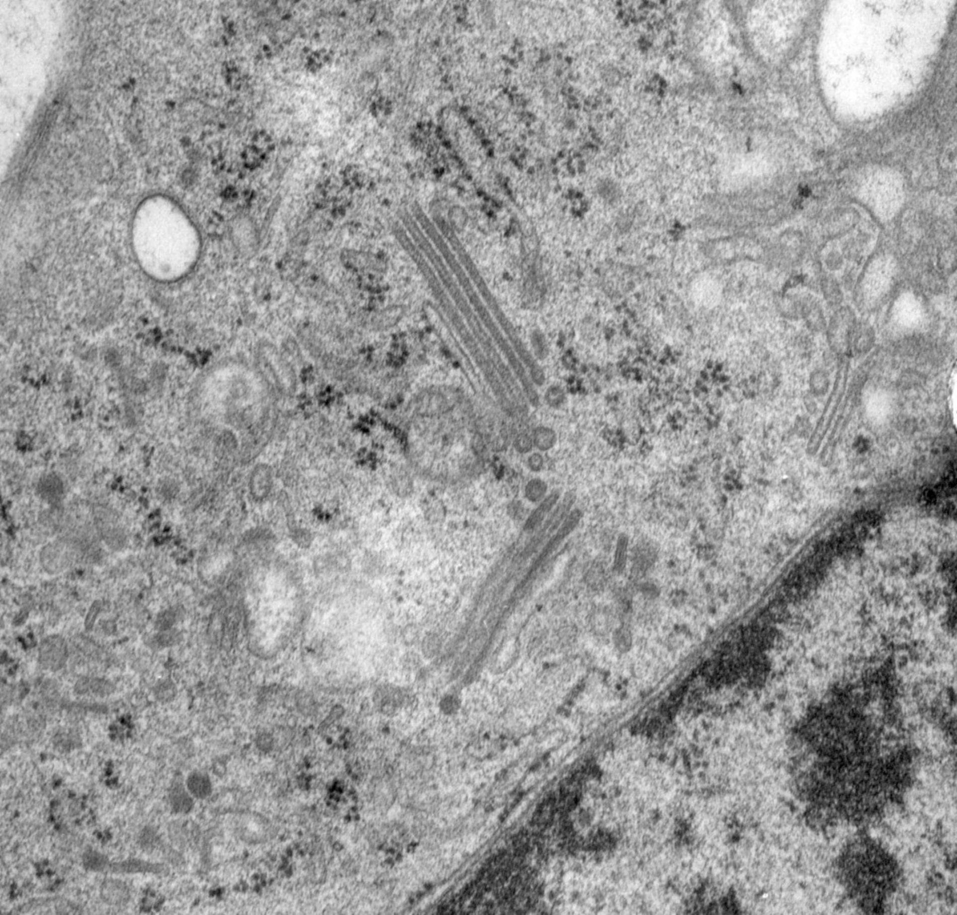 Rattus norvegicus (Golgi cisterna) - CIL:24768