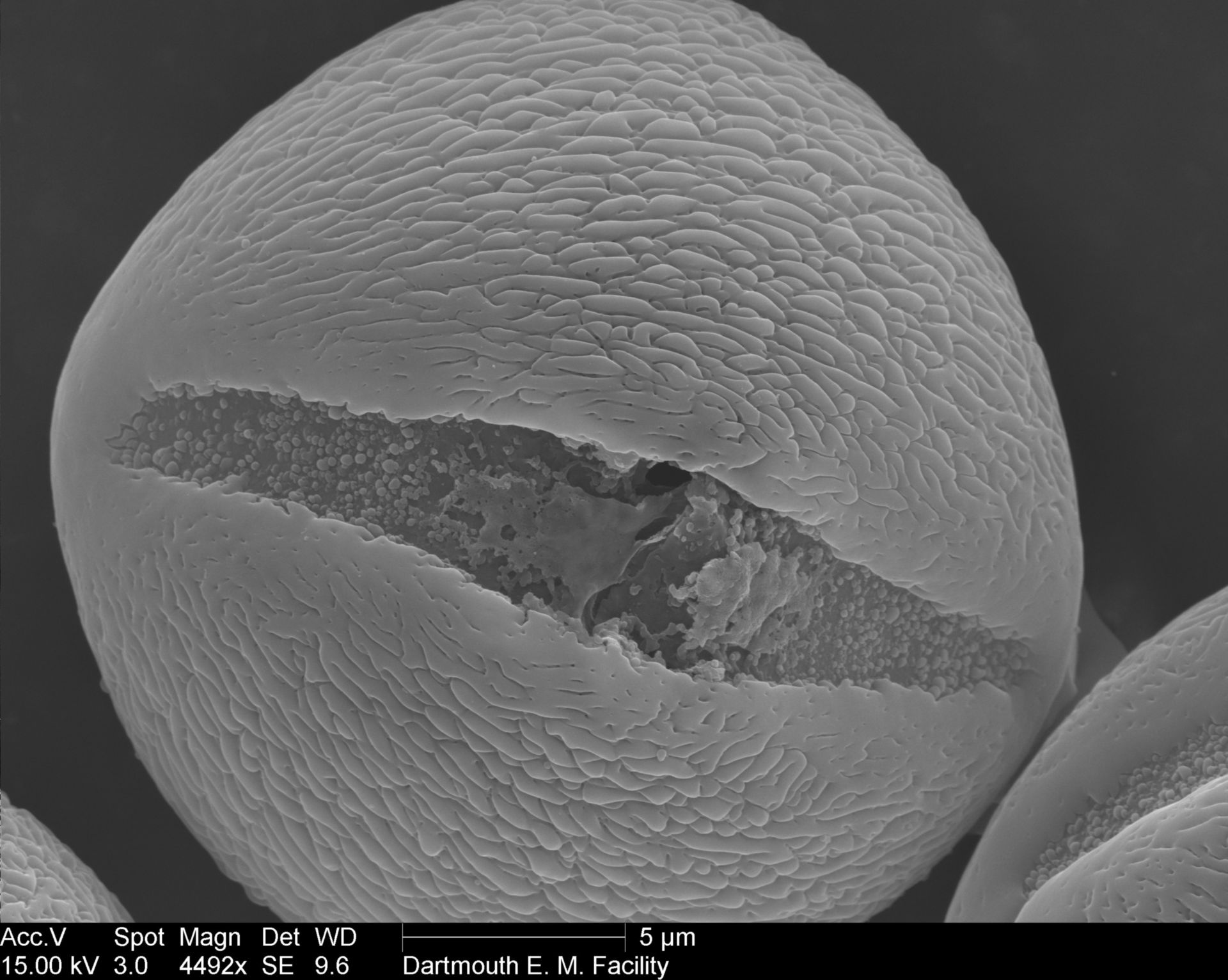 Nicotiana alata (Pollen wall) - CIL:40299