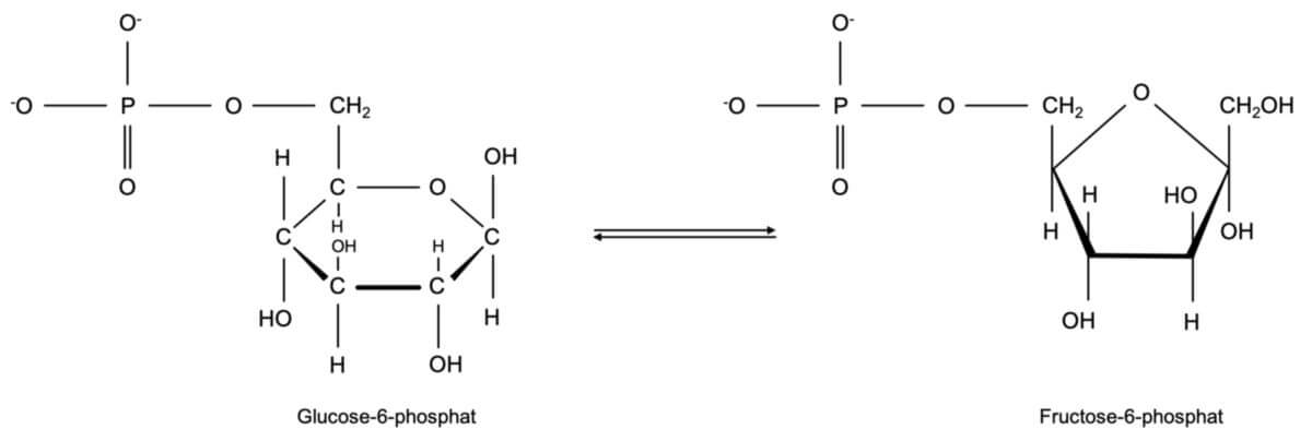 Isomerisierung von Glucose-6-phosphat zu Fructose-6-phosphat