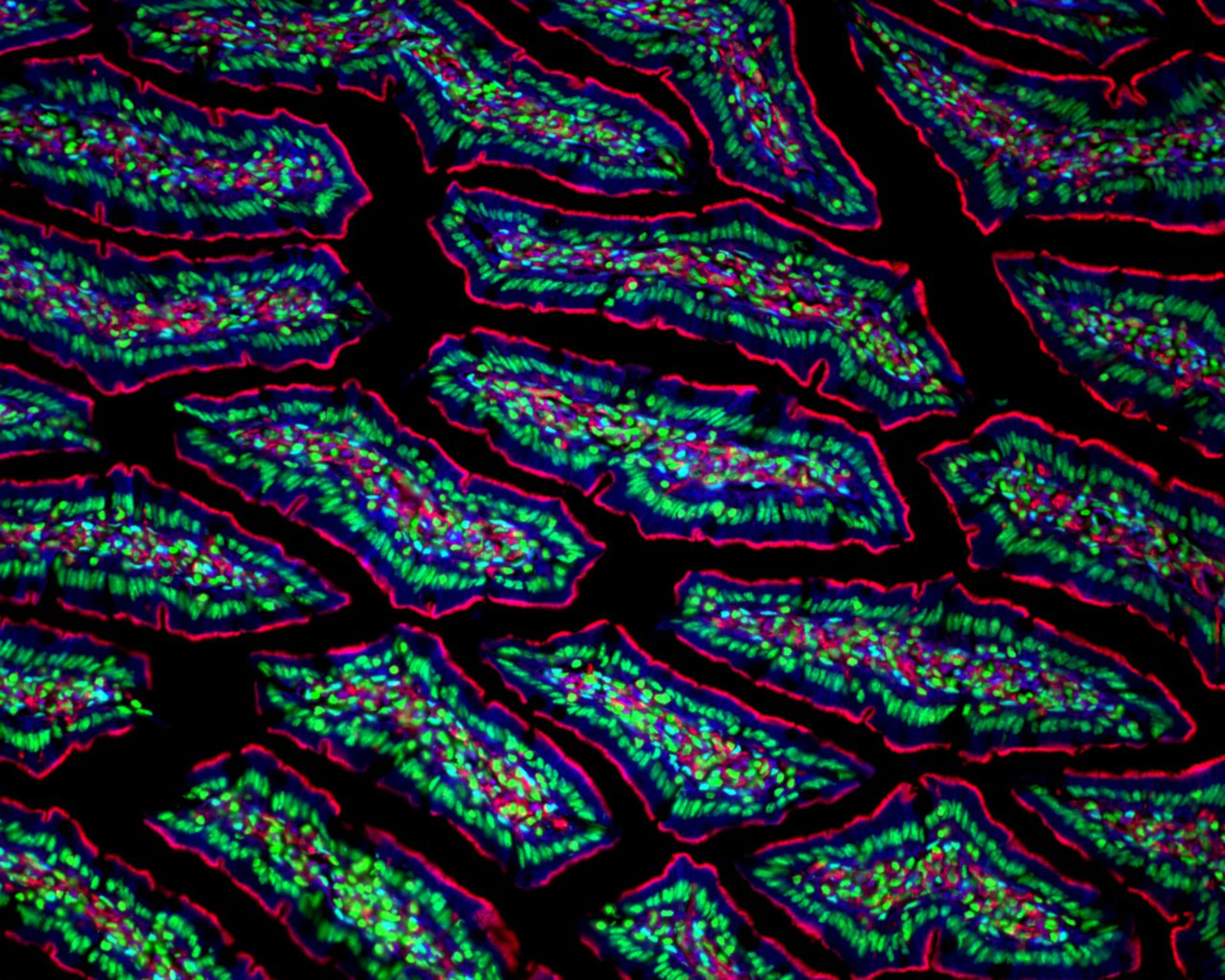 The Cell: Fluoreszenzmikroskopie (Ratteneingeweide)