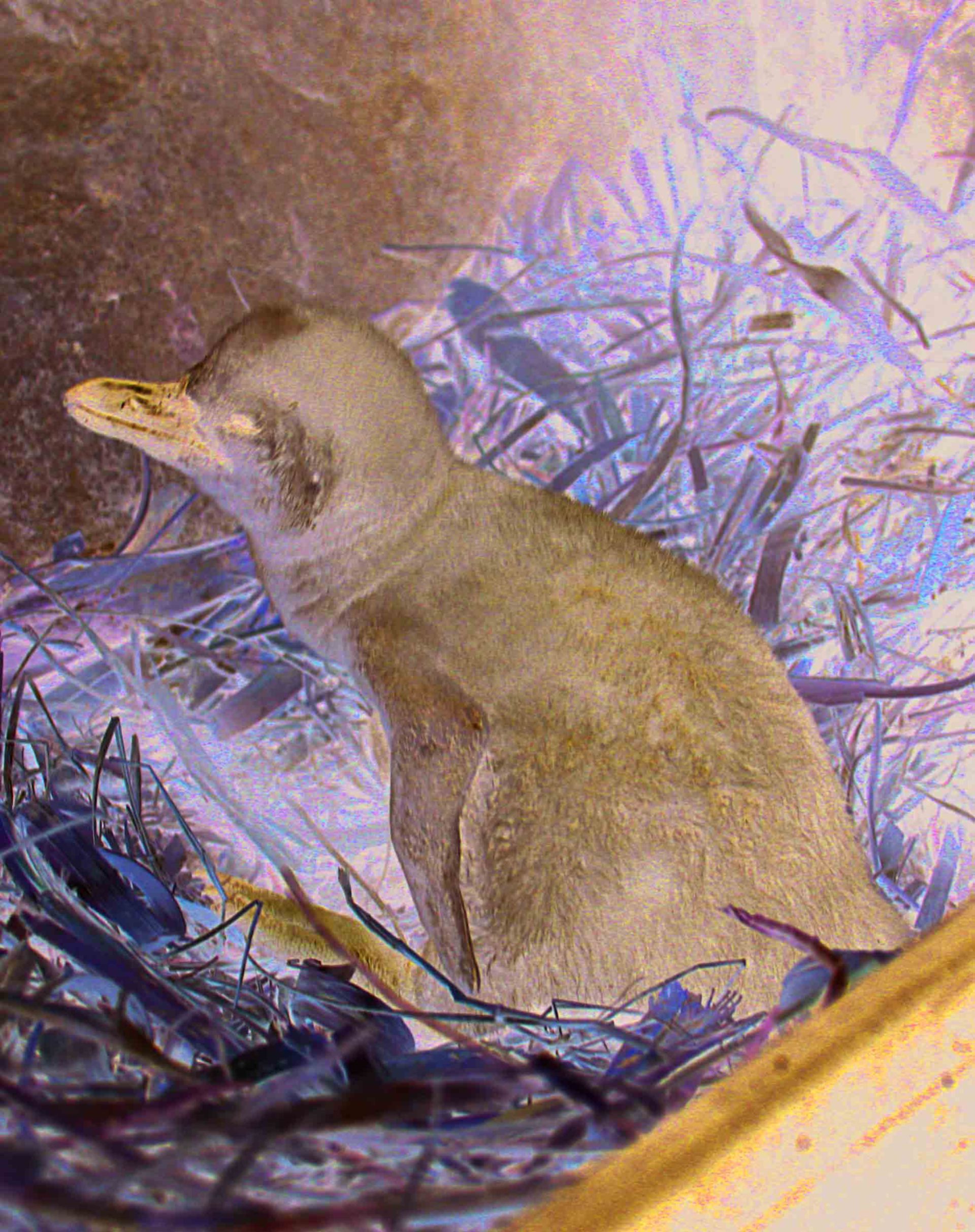 Penguin Chick (2)