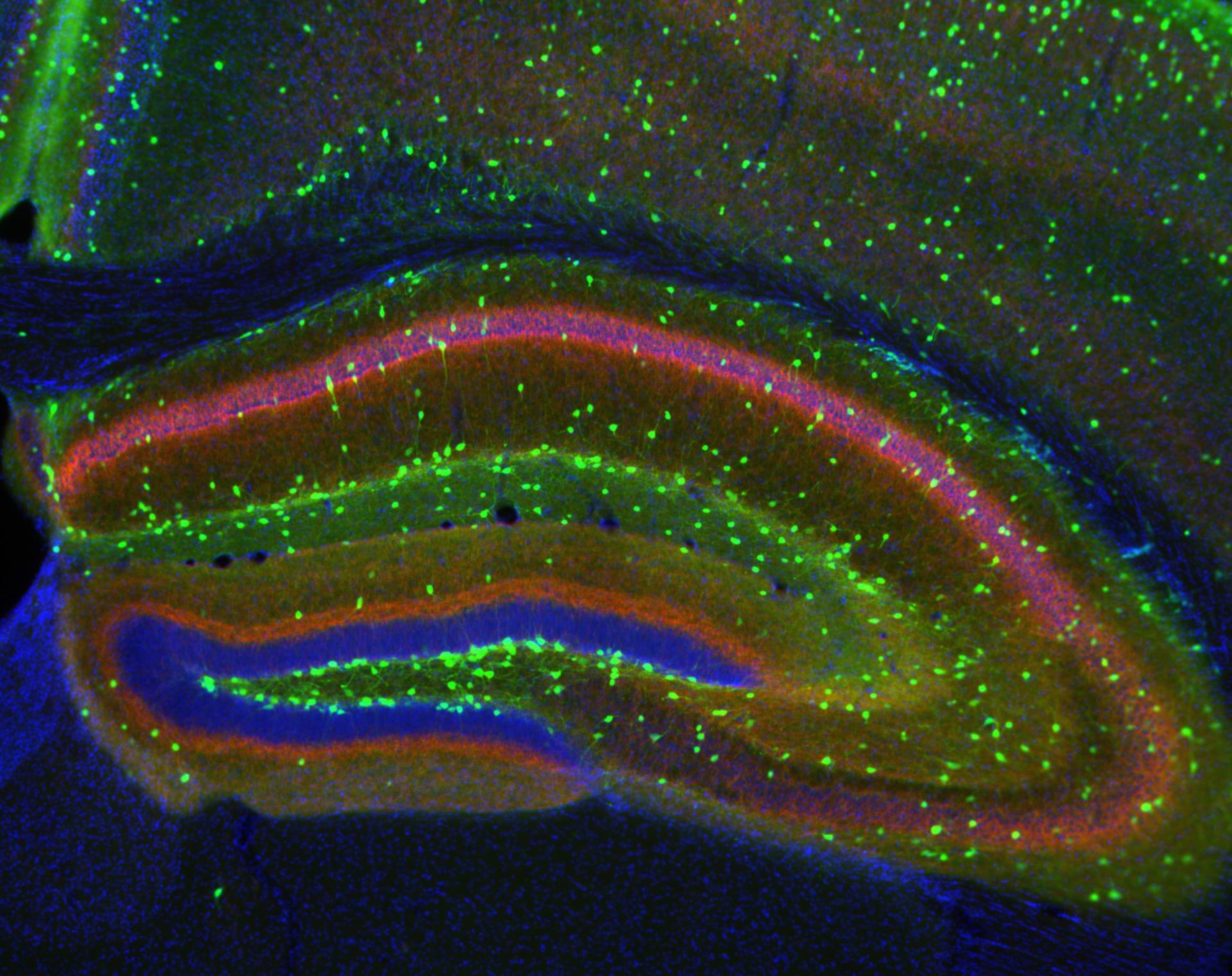 Mus musculus (Axon) - CIL:14971