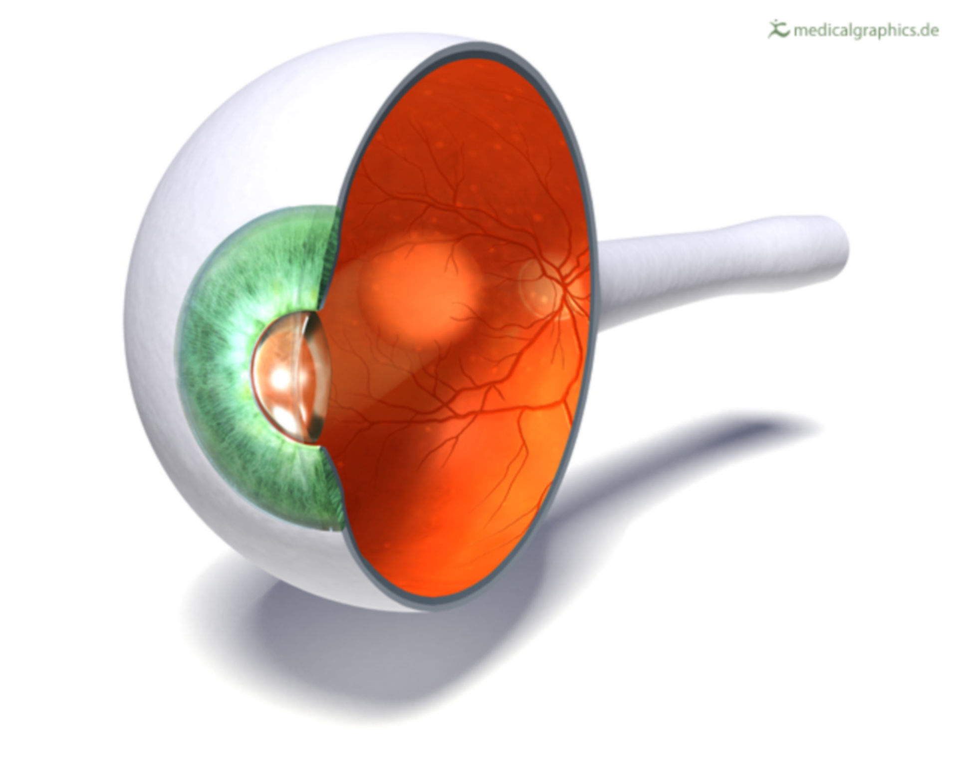 Structure of the human eye