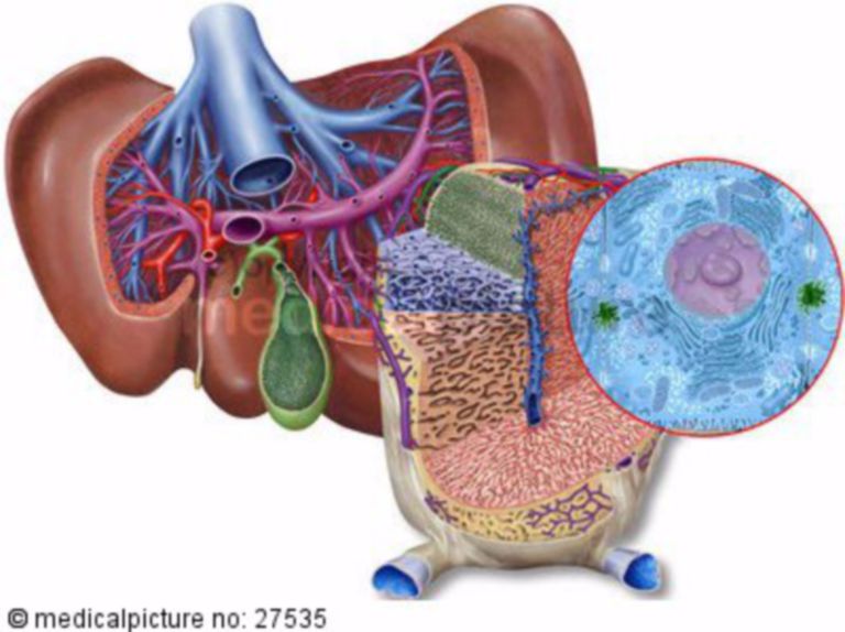 liver lobule diagram