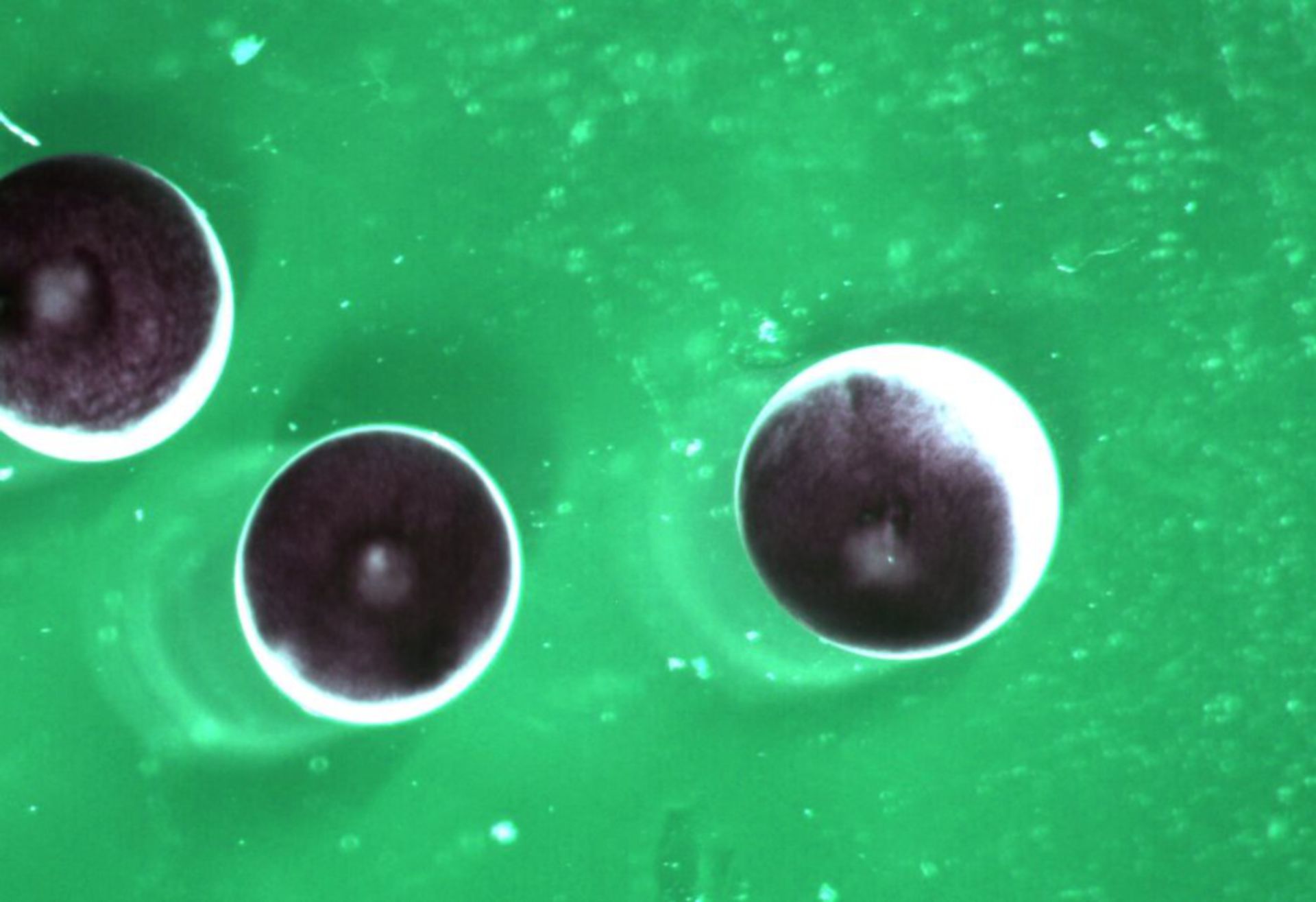 Xenopus laevis (Cell) - CIL:36592