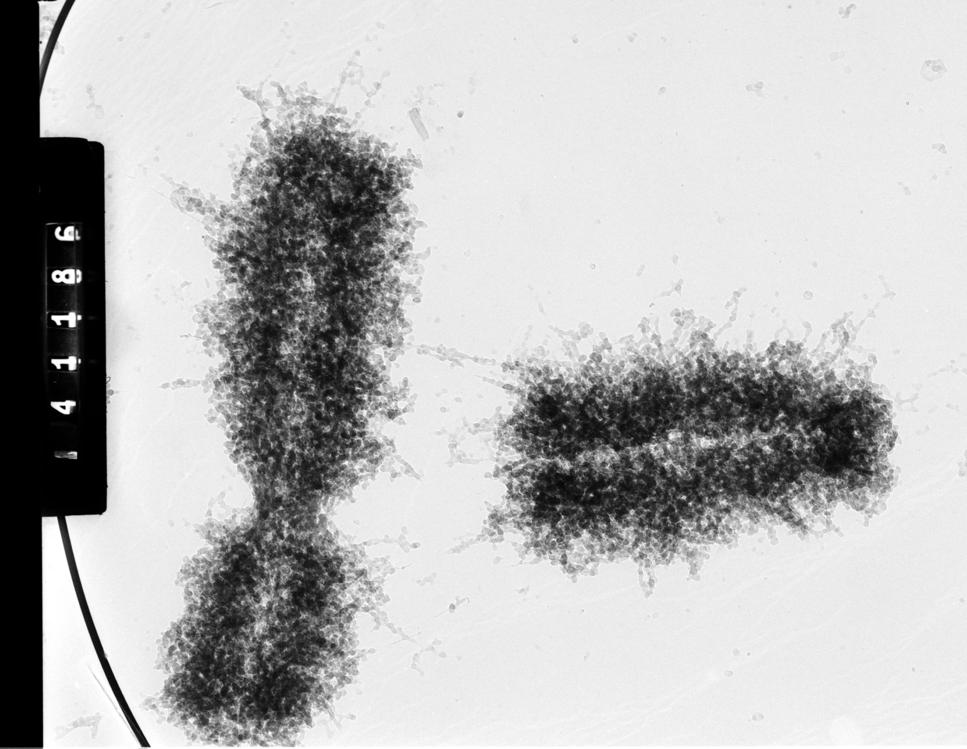 Homo sapiens (Chromatin) - CIL:35379