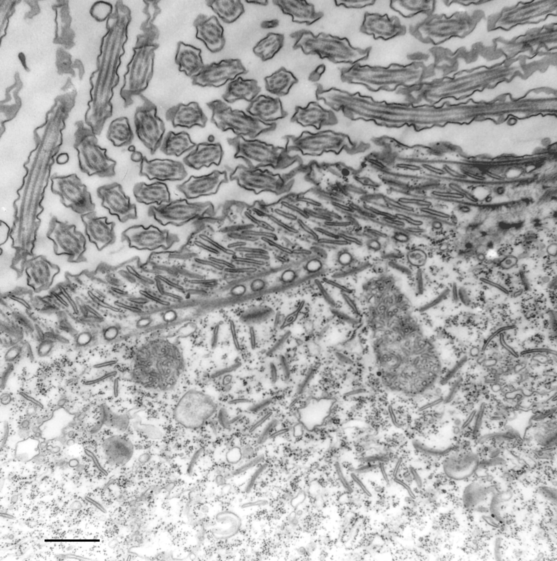 Paramecium multimicronucleatum (parte corteccia cellulare) - CIL:36704