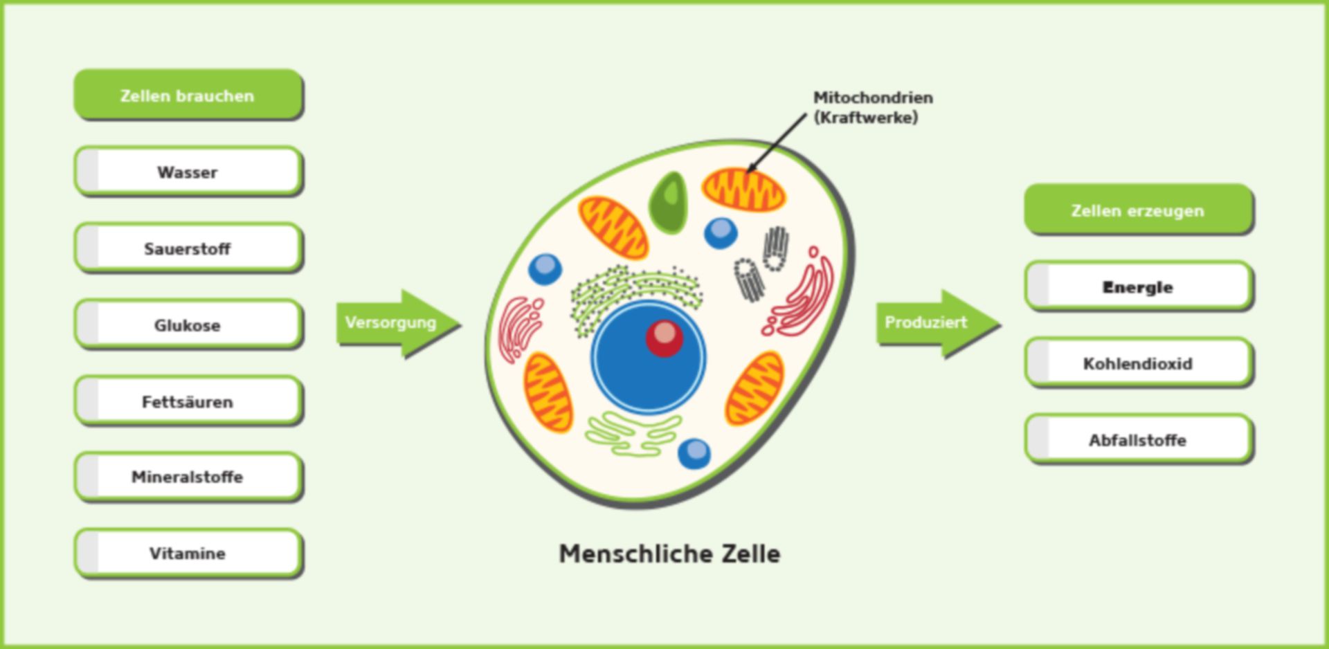 Menschliche Zelle Zellen Im Visier Neue Methode Erm glicht Klaren Menschliche Zelle Zellen Im Visier Neue Methode Erm glicht Klaren