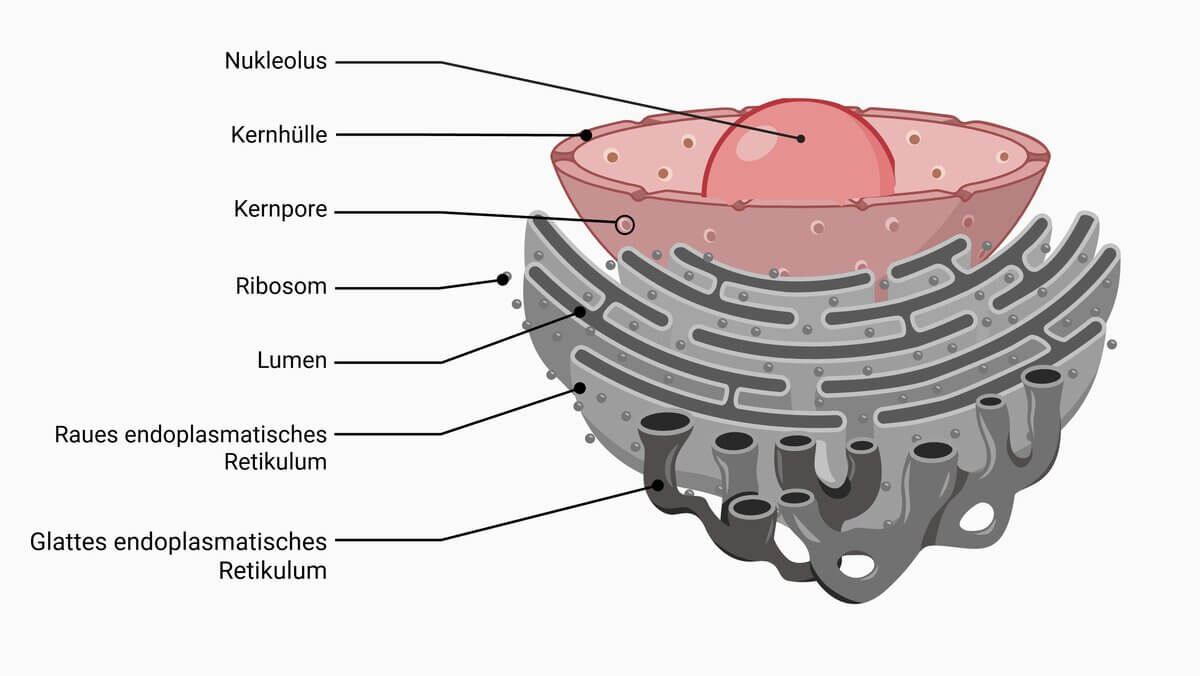 3D-Struktur von Zellkern und endoplasmatischem Retikulum