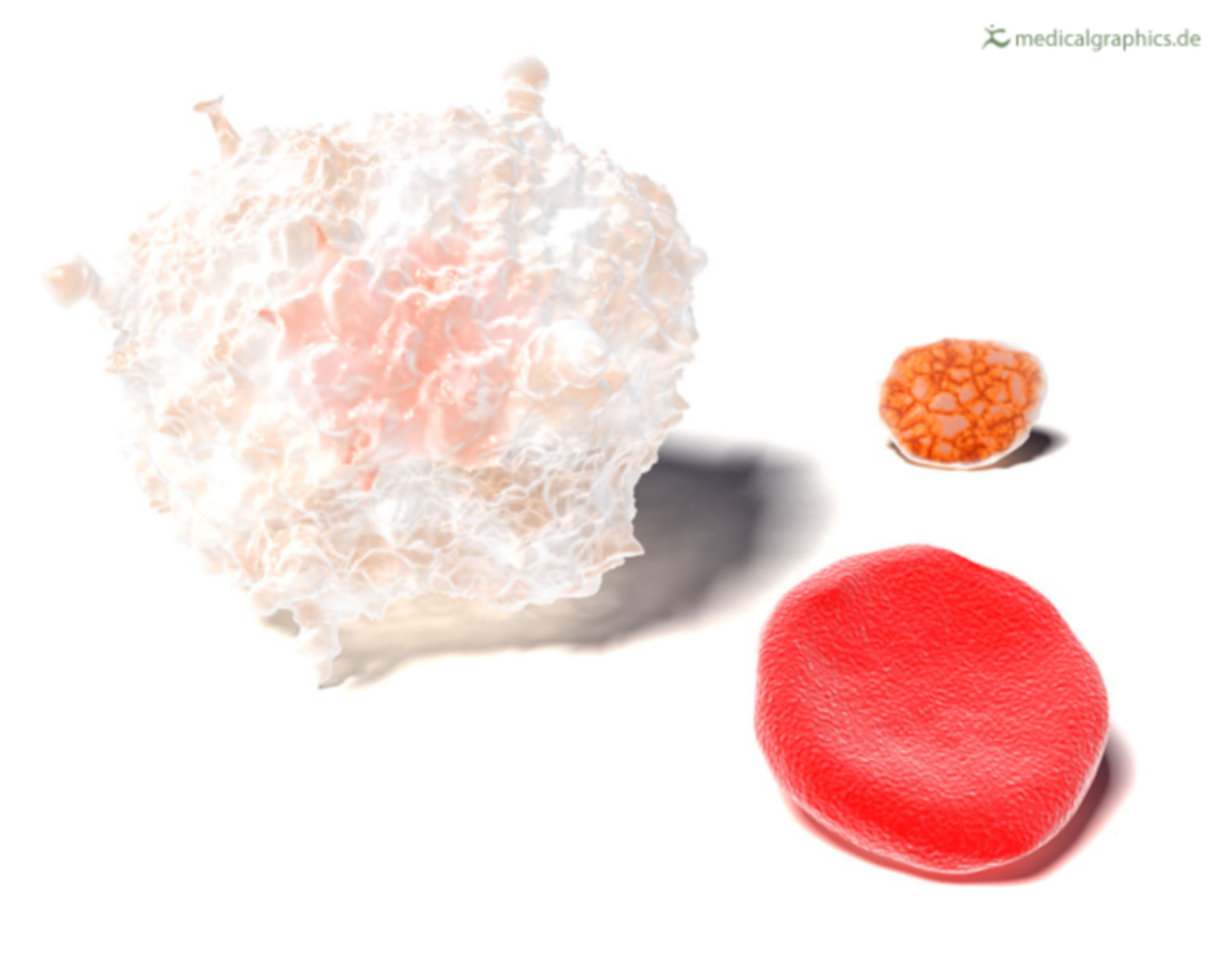 3 blood cells (illustration)