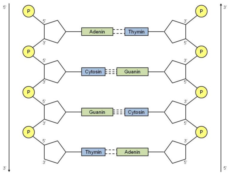 Komplementäre Struktur der doppelsträngigen DNA - DocCheck