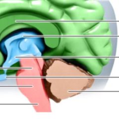 Petit Mal Anfall Doccheck Flexikon