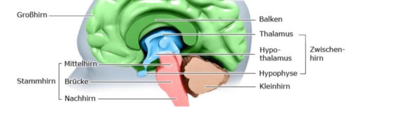 Epilepsie Was Tun Bei Einem Epileptischen Anfall Doccheck
