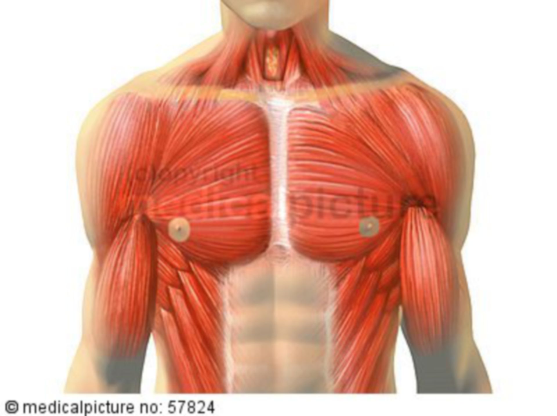 Anatomic illustration - skeletal muscles of the trunk