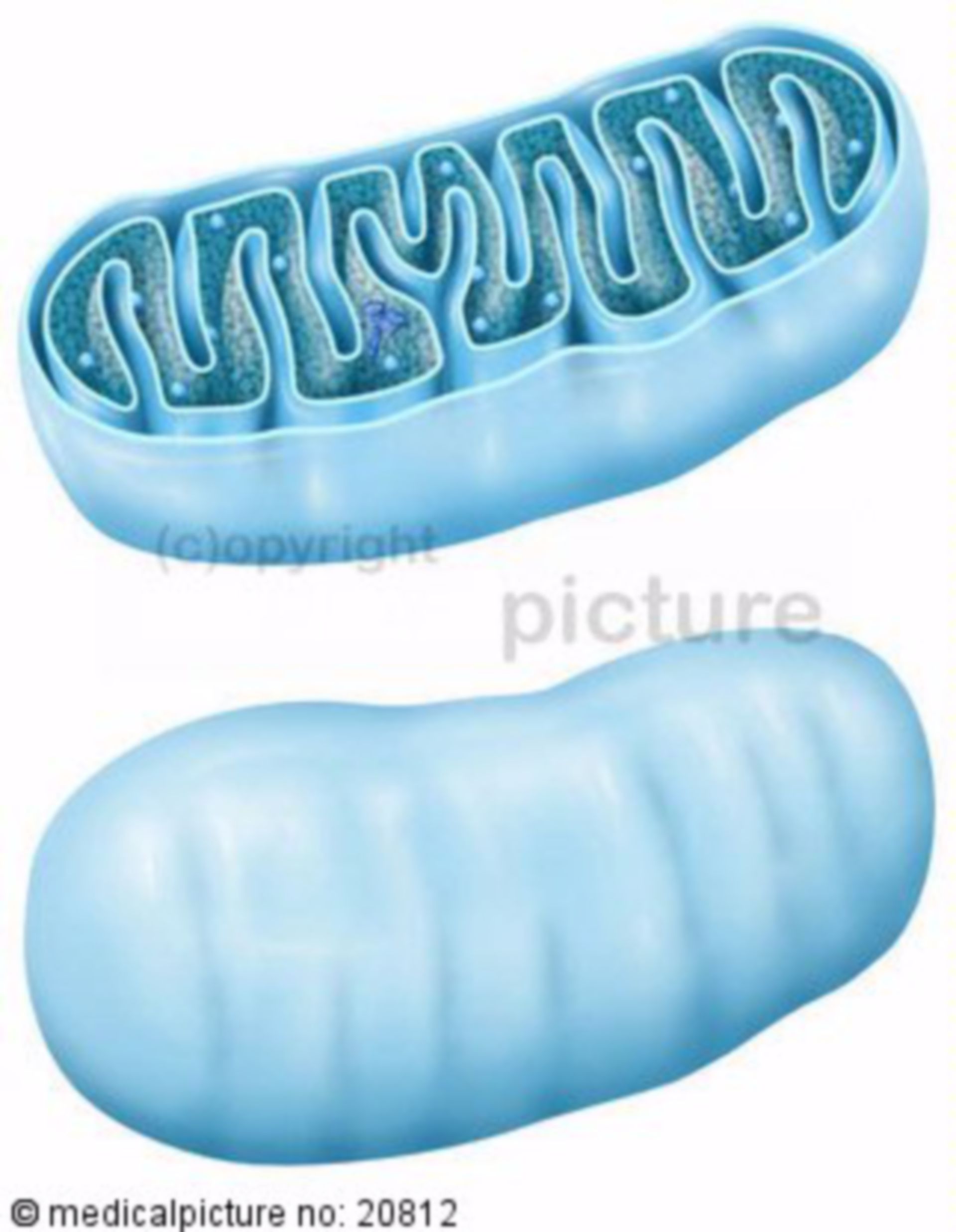  Mitochondrium im Anschnitt 
