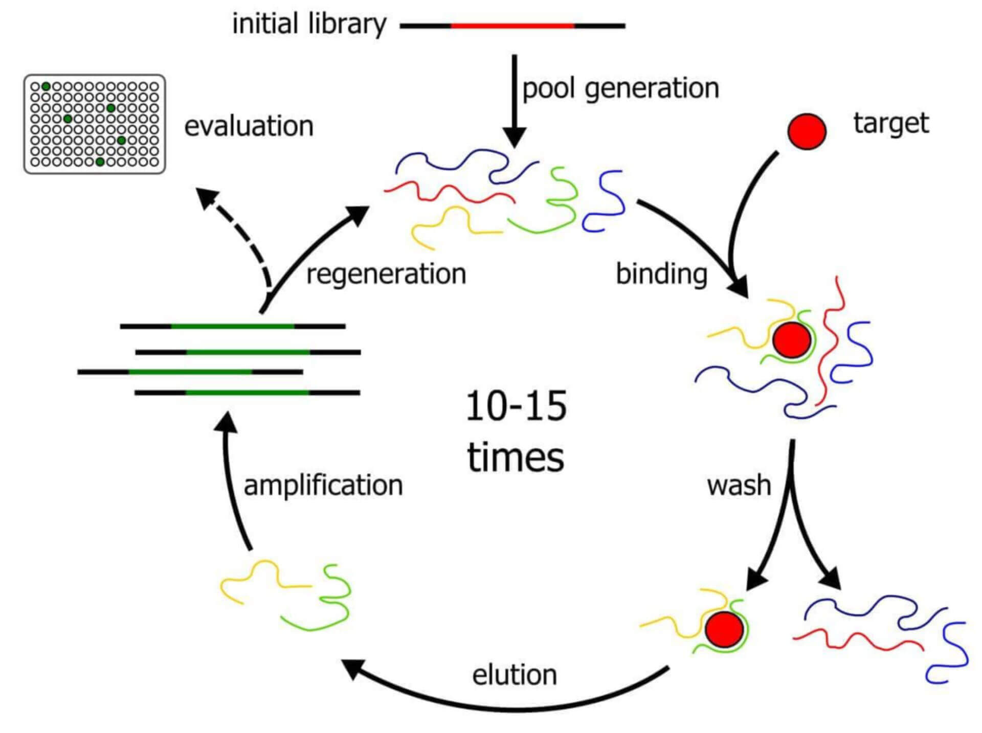 Traditional SELEX protocol