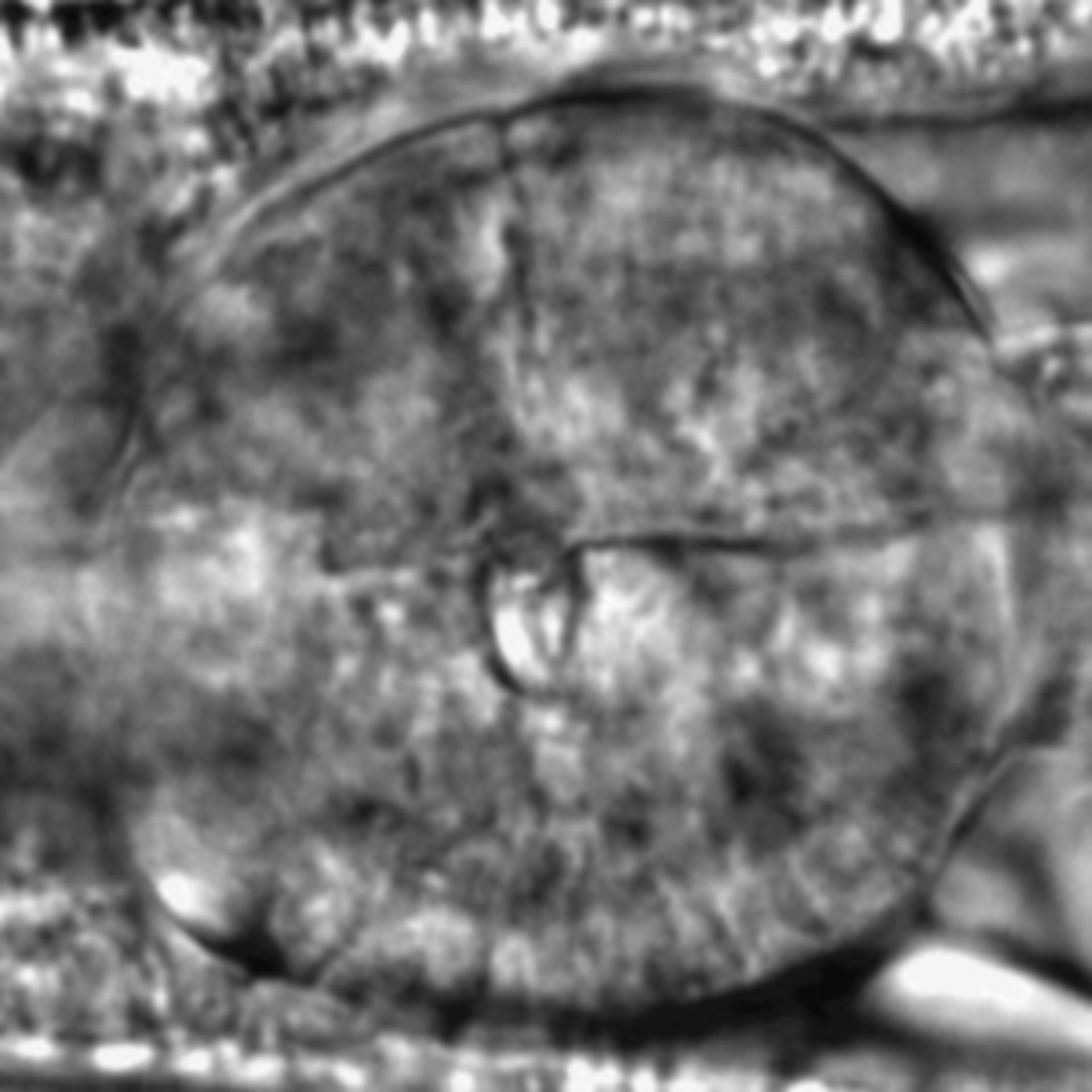 Caenorhabditis elegans - CIL:1916