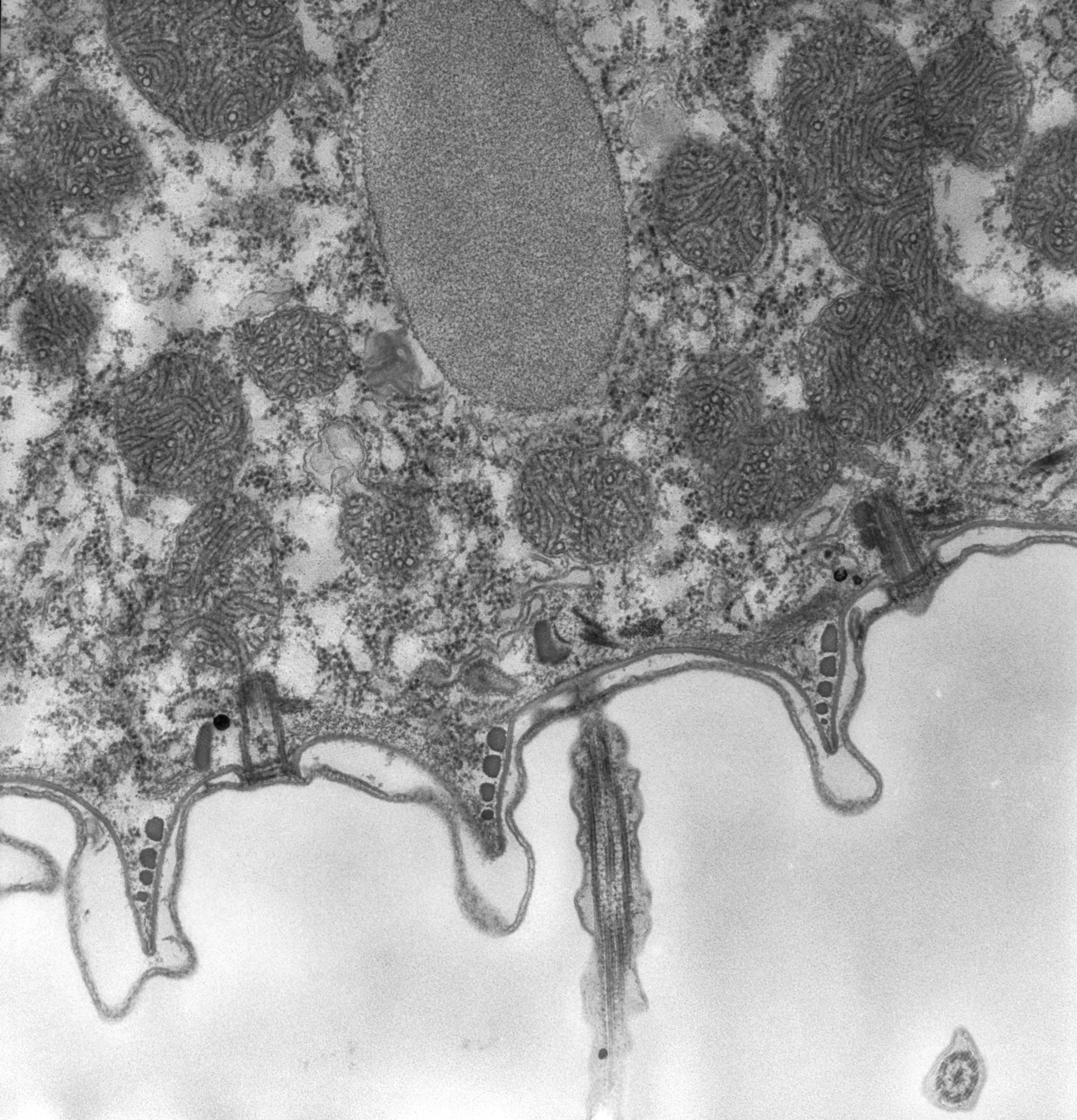 Paramecium caudatum (Cytoplasm) - CIL:38901