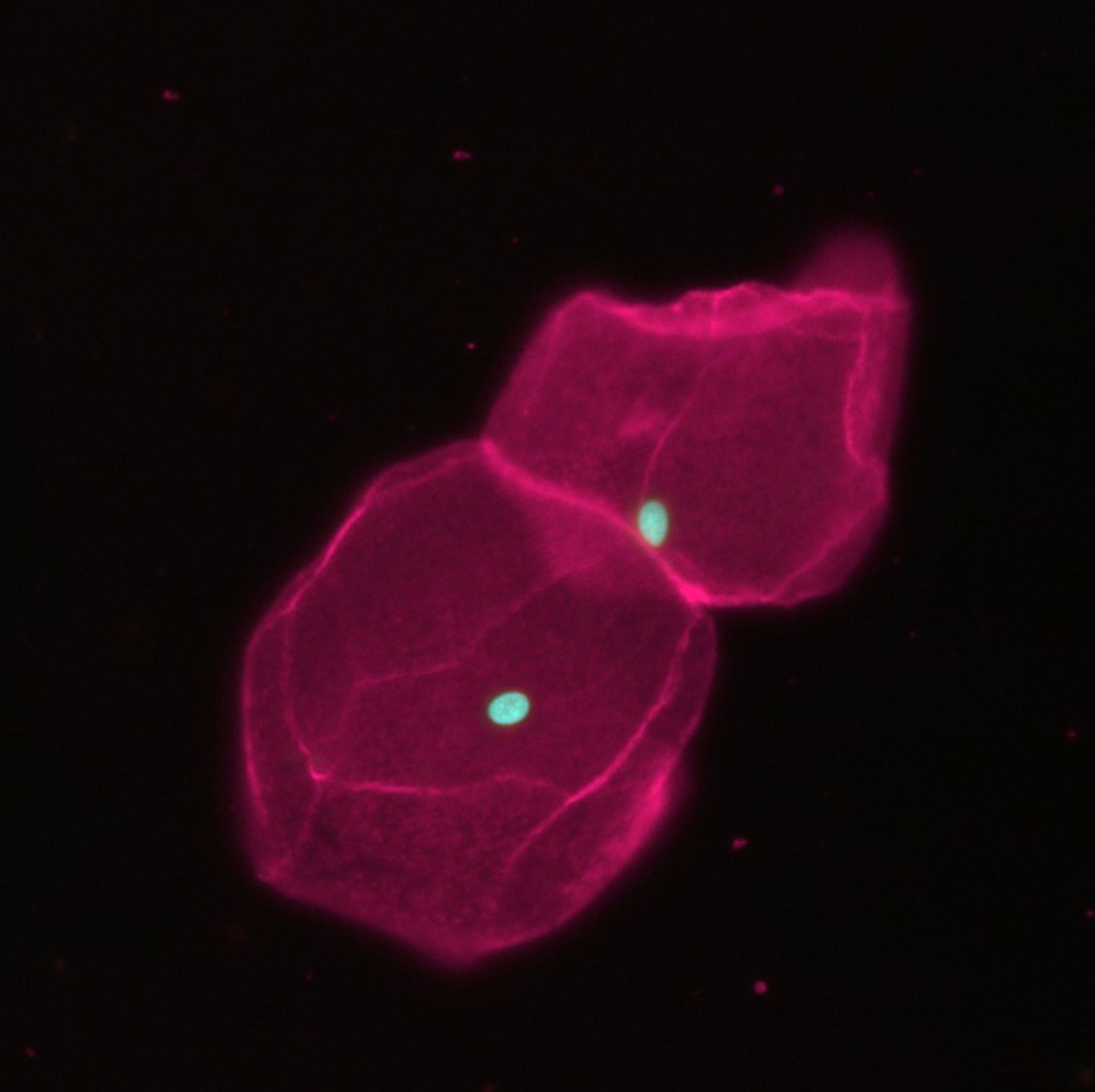 Homo sapiens (Nucleus) - CIL:40968
