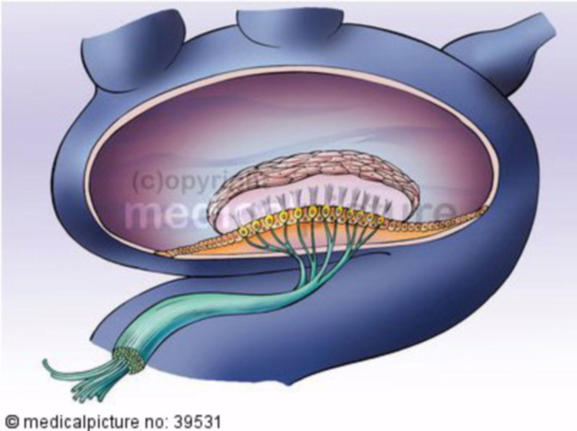 Macula of sacculus (ventricular organ)