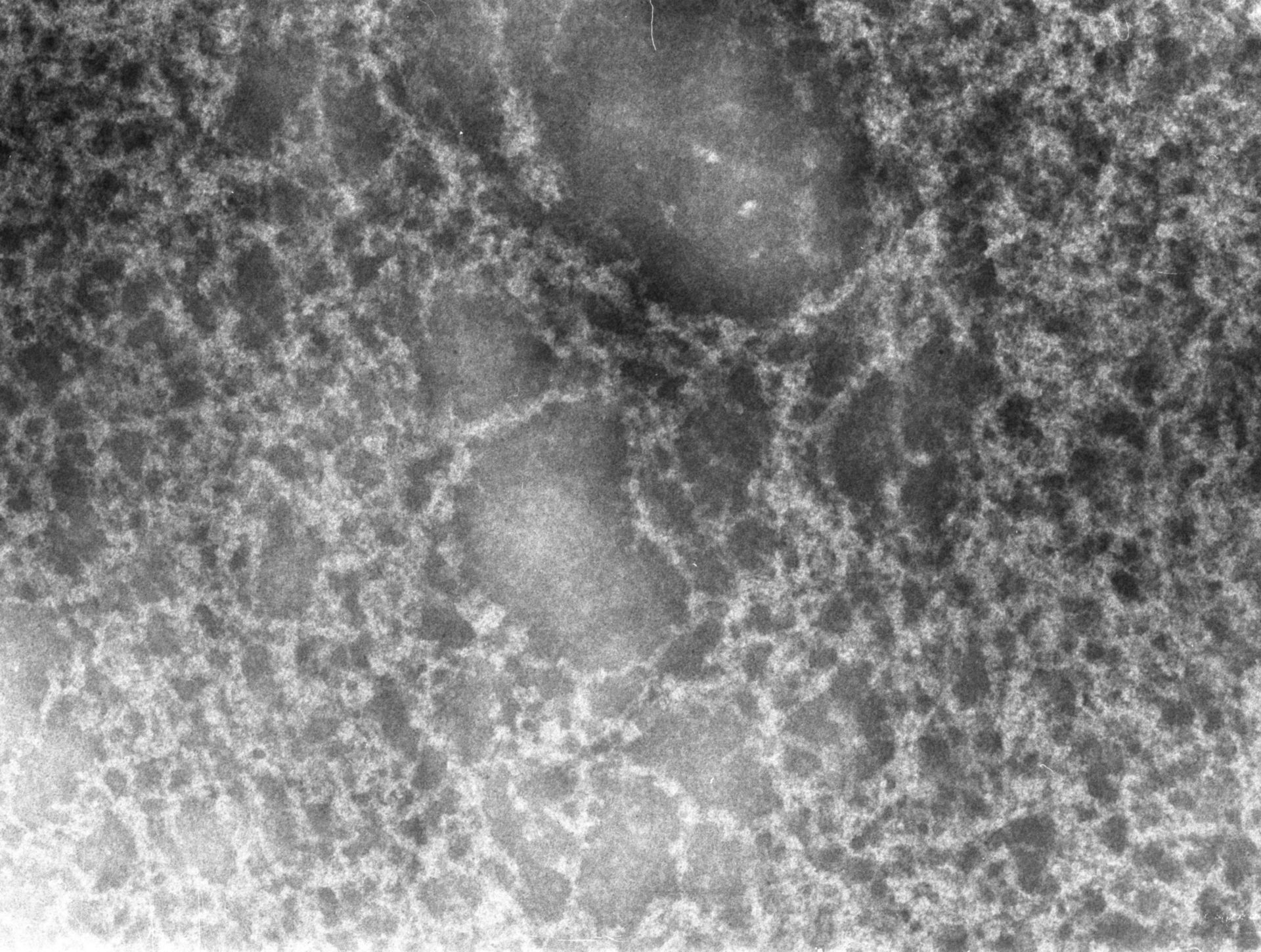 Notopthalmus viridescens (Nuclear chromatin) - CIL:9978