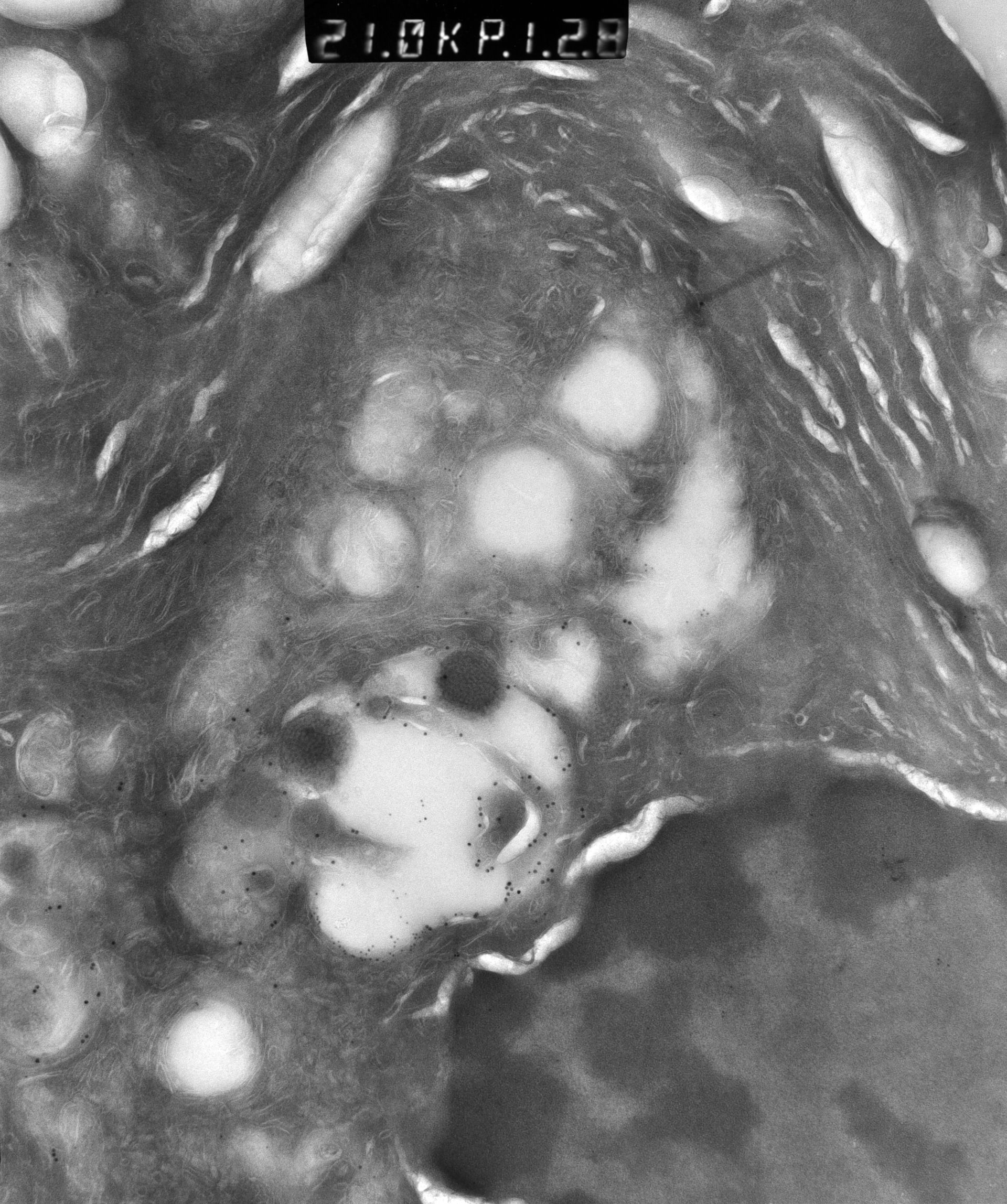 Rattus rattus (Mitochondrion) - CIL:12906