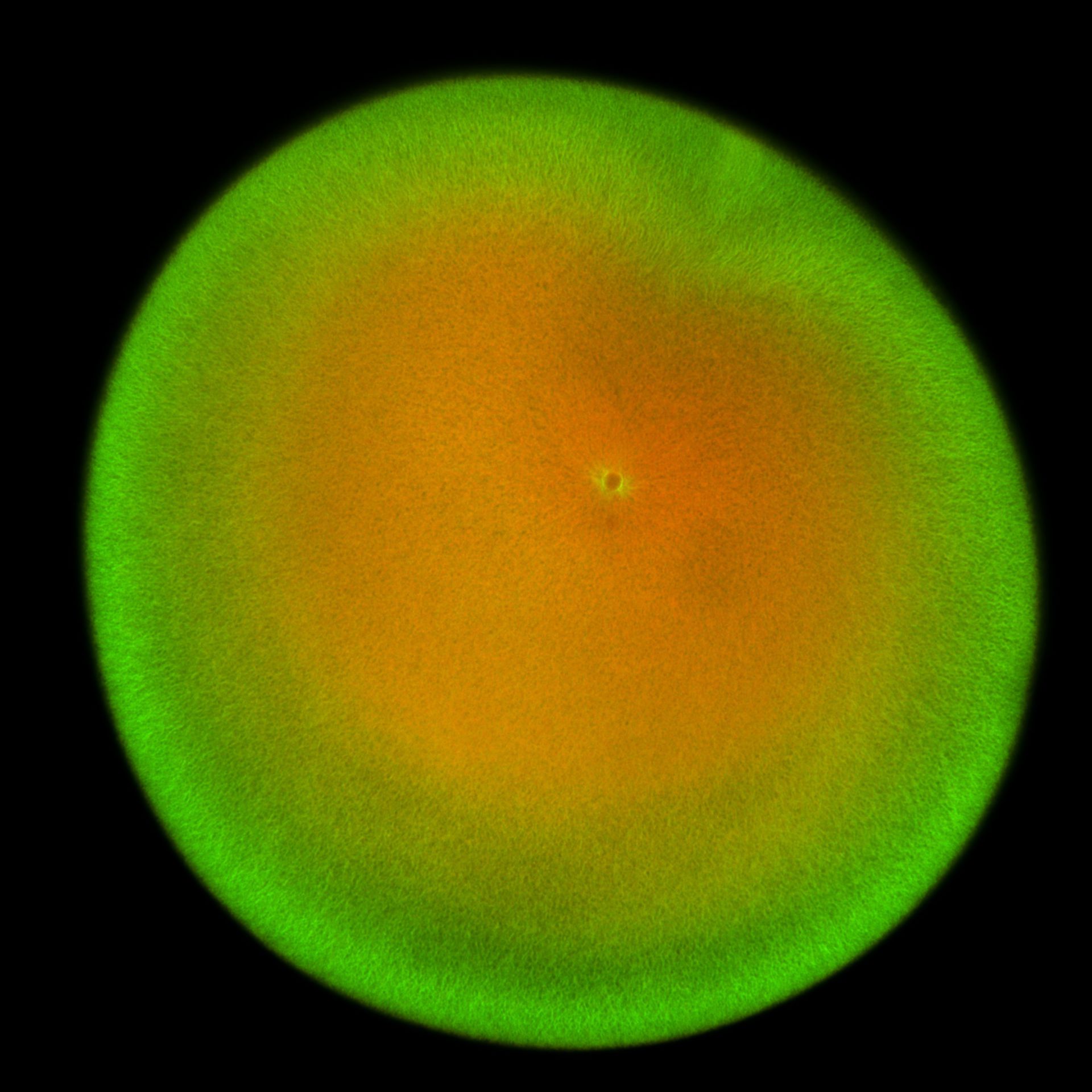 Xenopus laevis (DNA) - CIL:36502