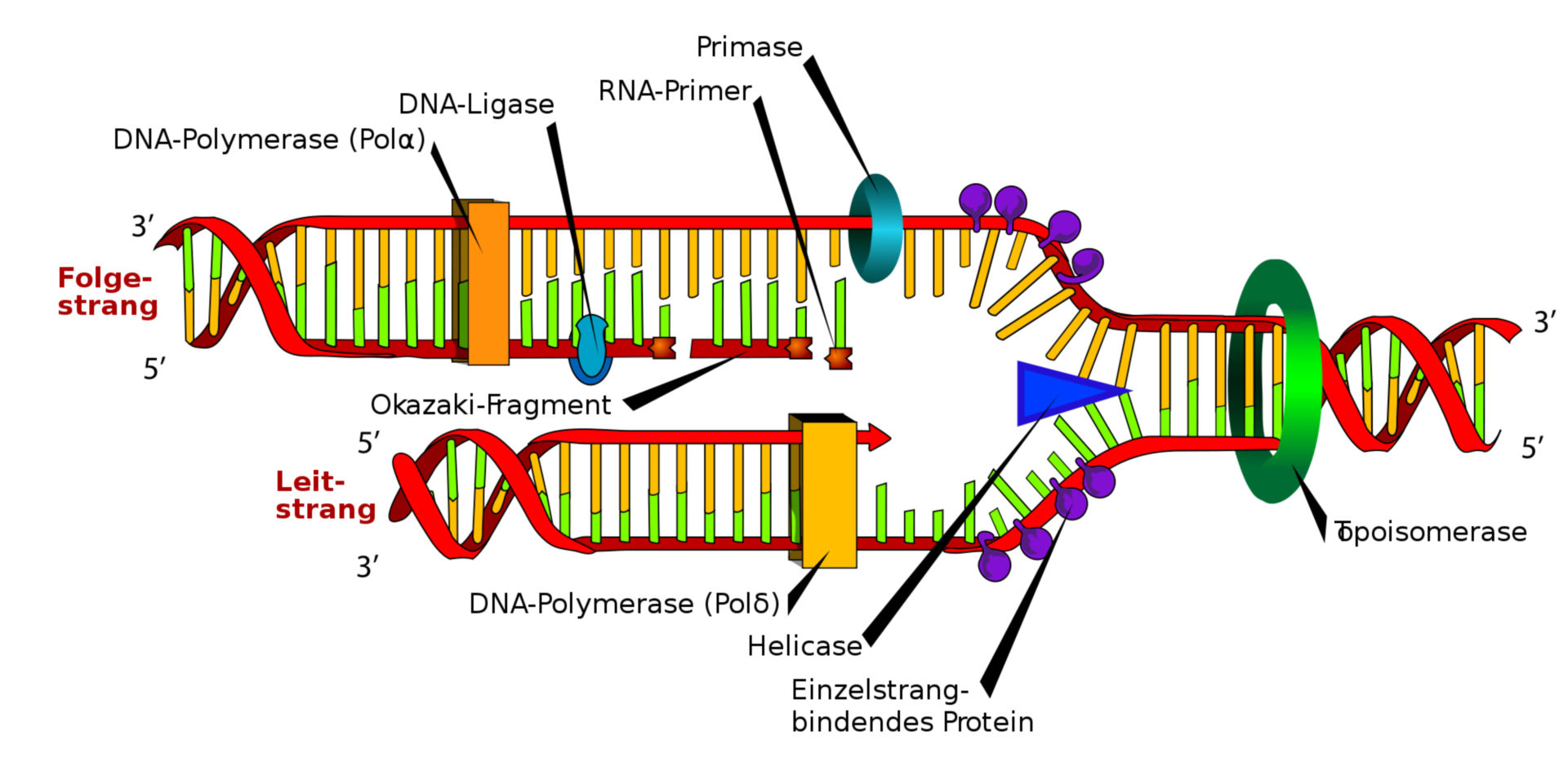 Schematische Darstellung der DNA-Replikation