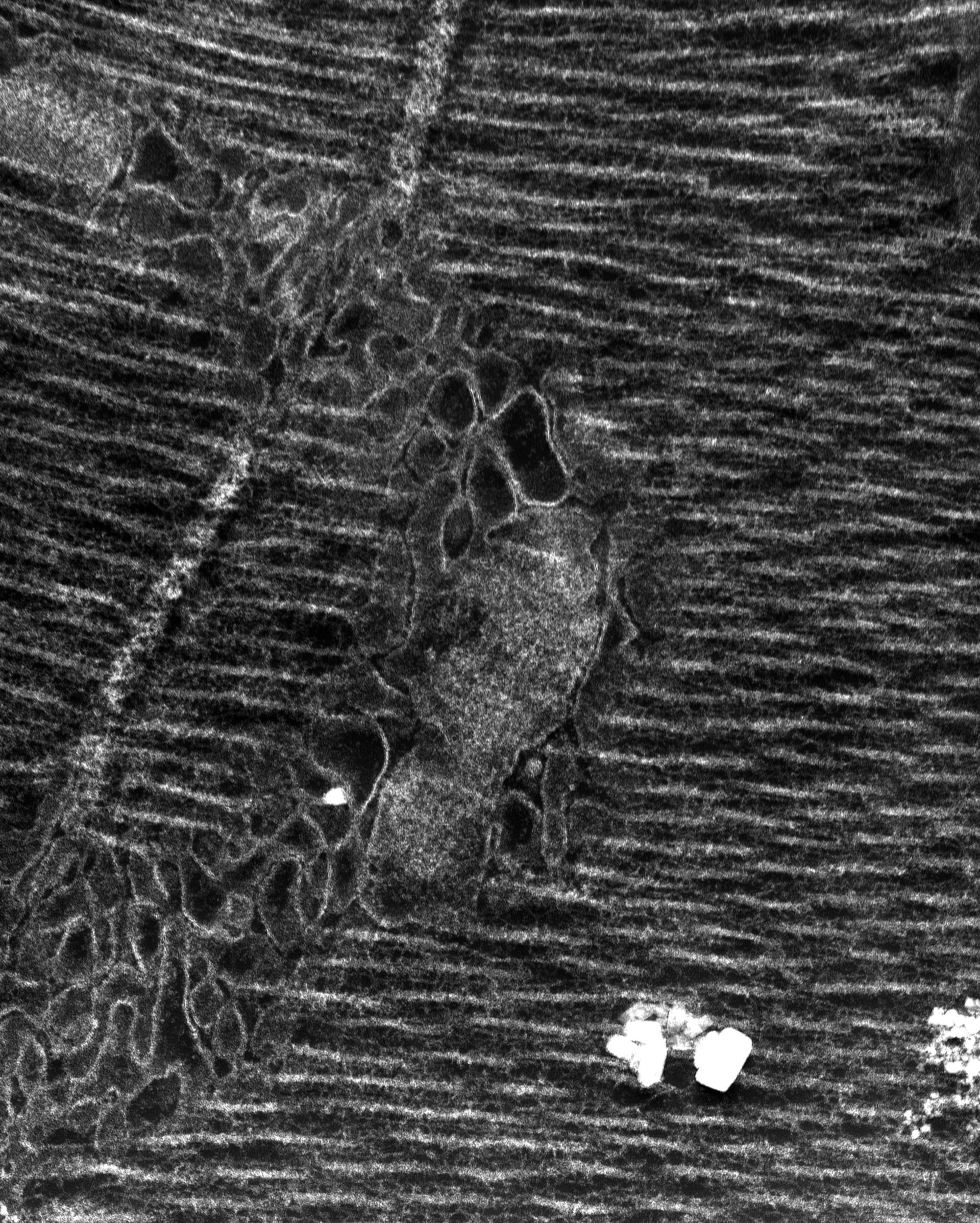 Damselfly (T-tubule) - CIL:37386