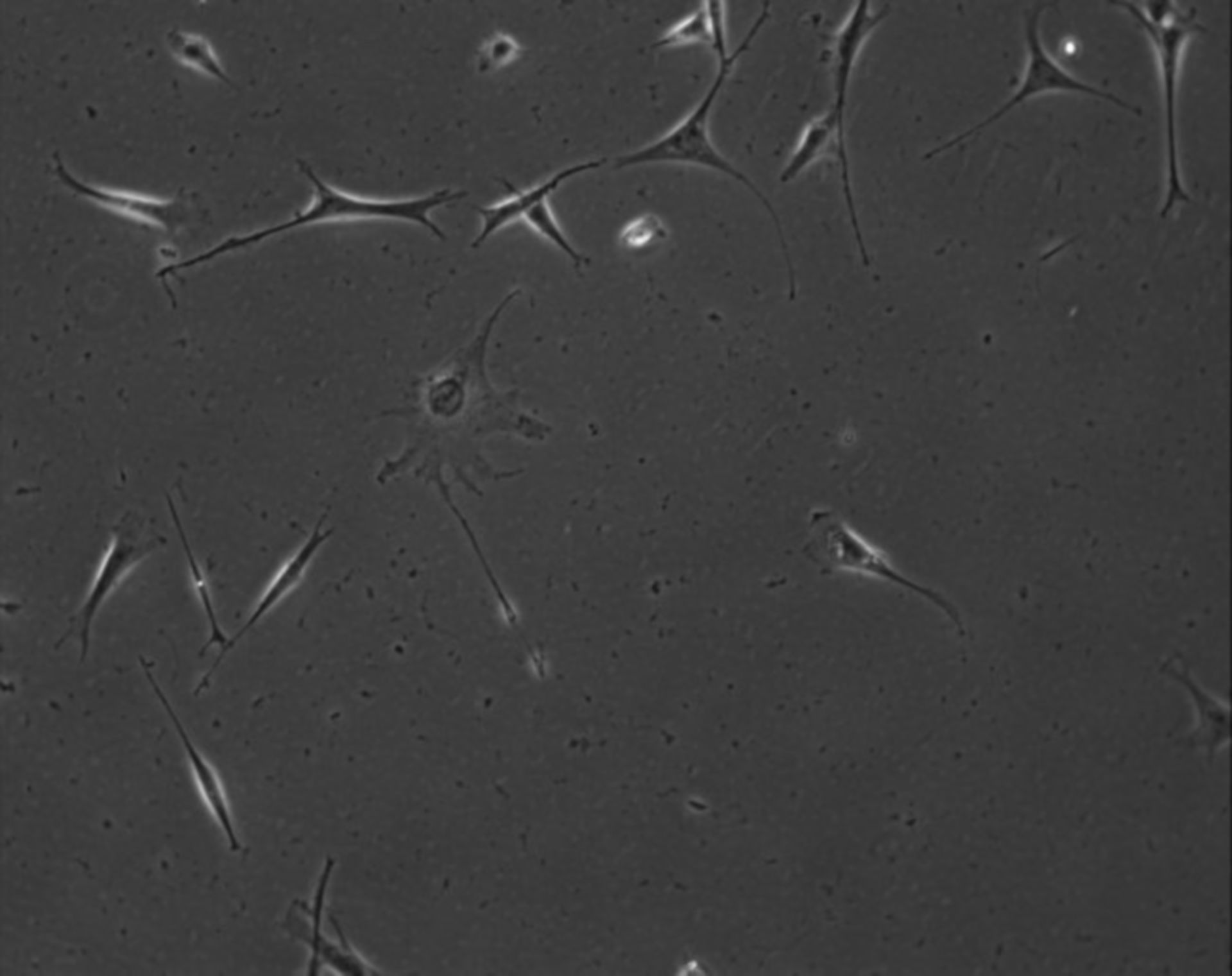 Mus musculus (Extracellular matrix part) - CIL:7910