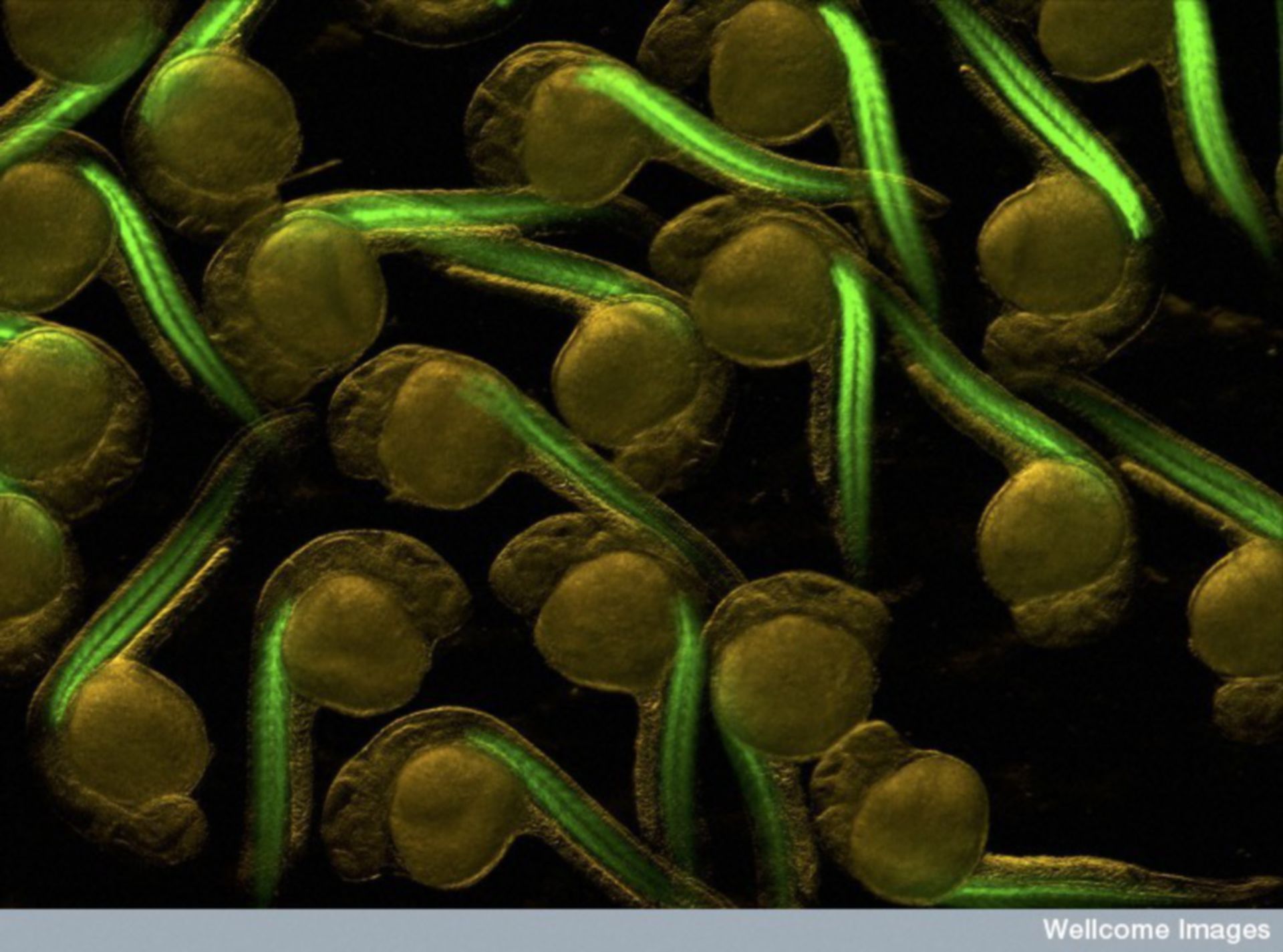 Fluoreszierende Mikrographie zeigen transgenen Zebrafisch