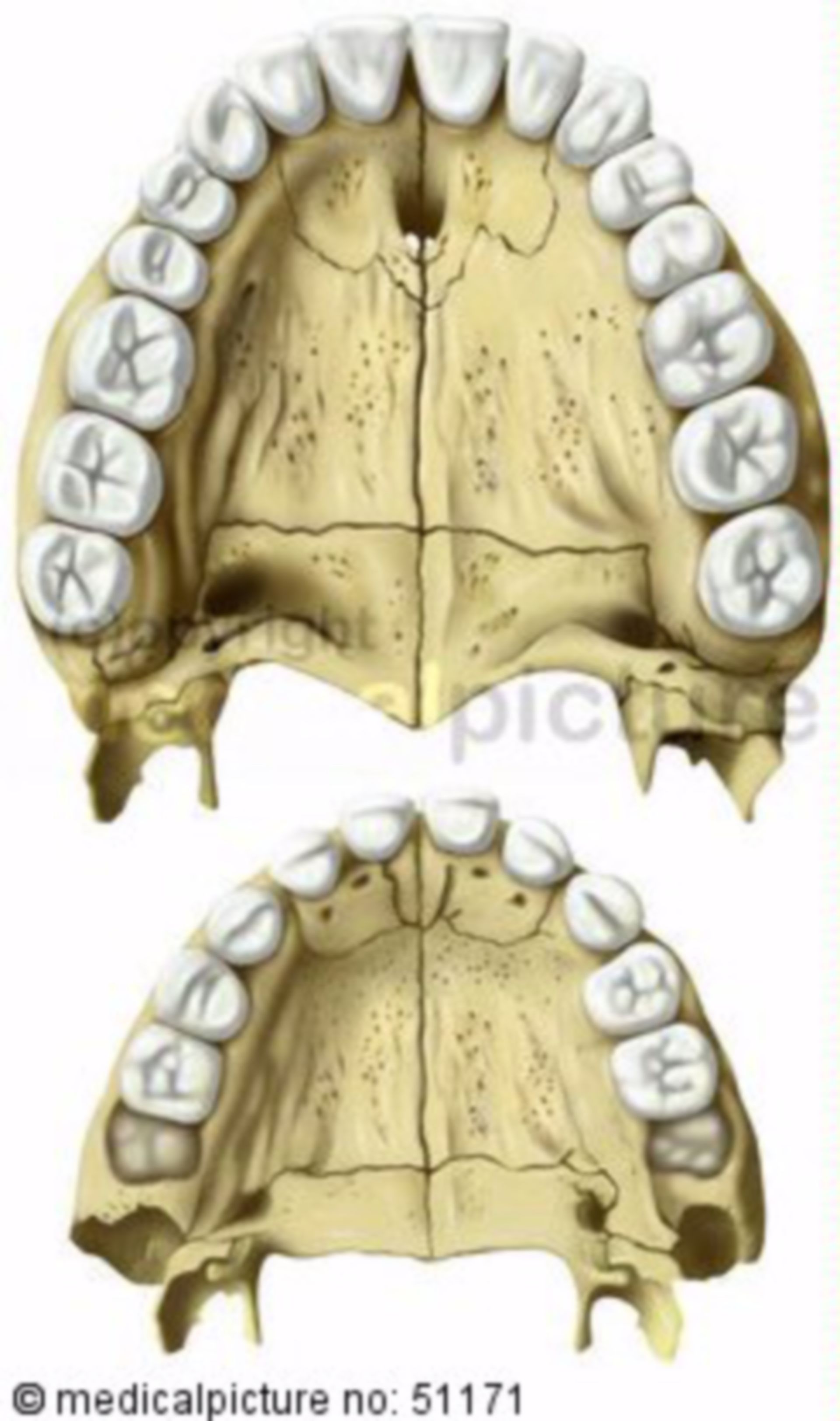 Upper teeth row and palate of adult / child