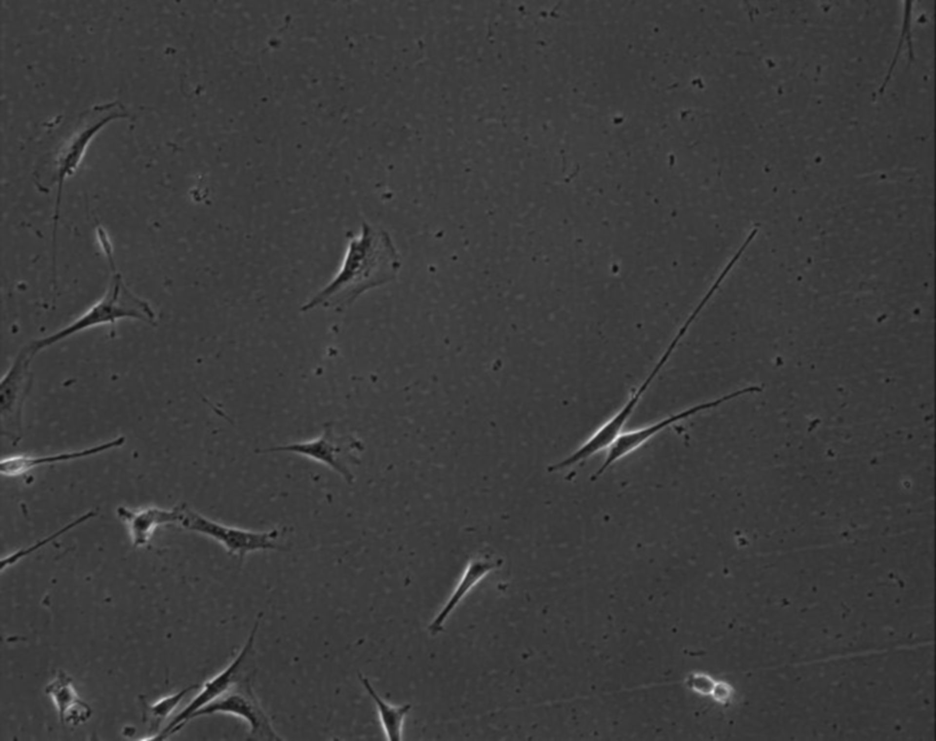 Mus musculus (Extracellular matrix part) - CIL:8970