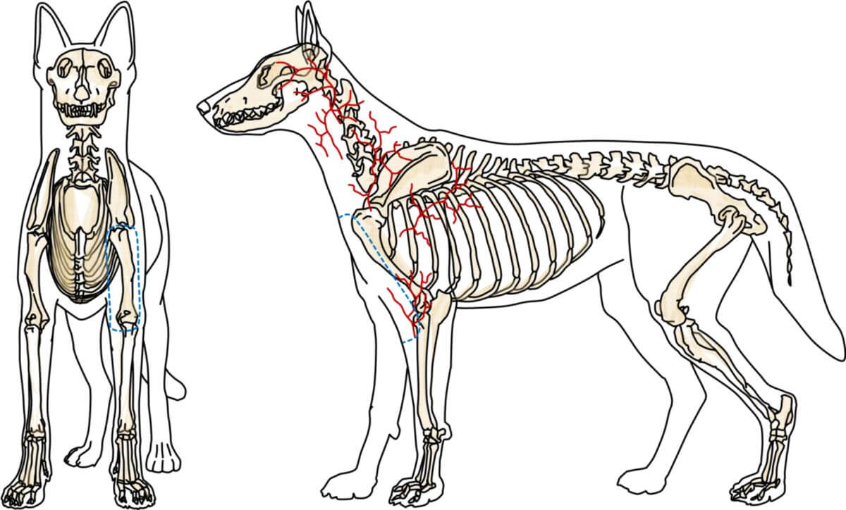 Arterienlappen der Arteria brachialis superficialis (Hund)