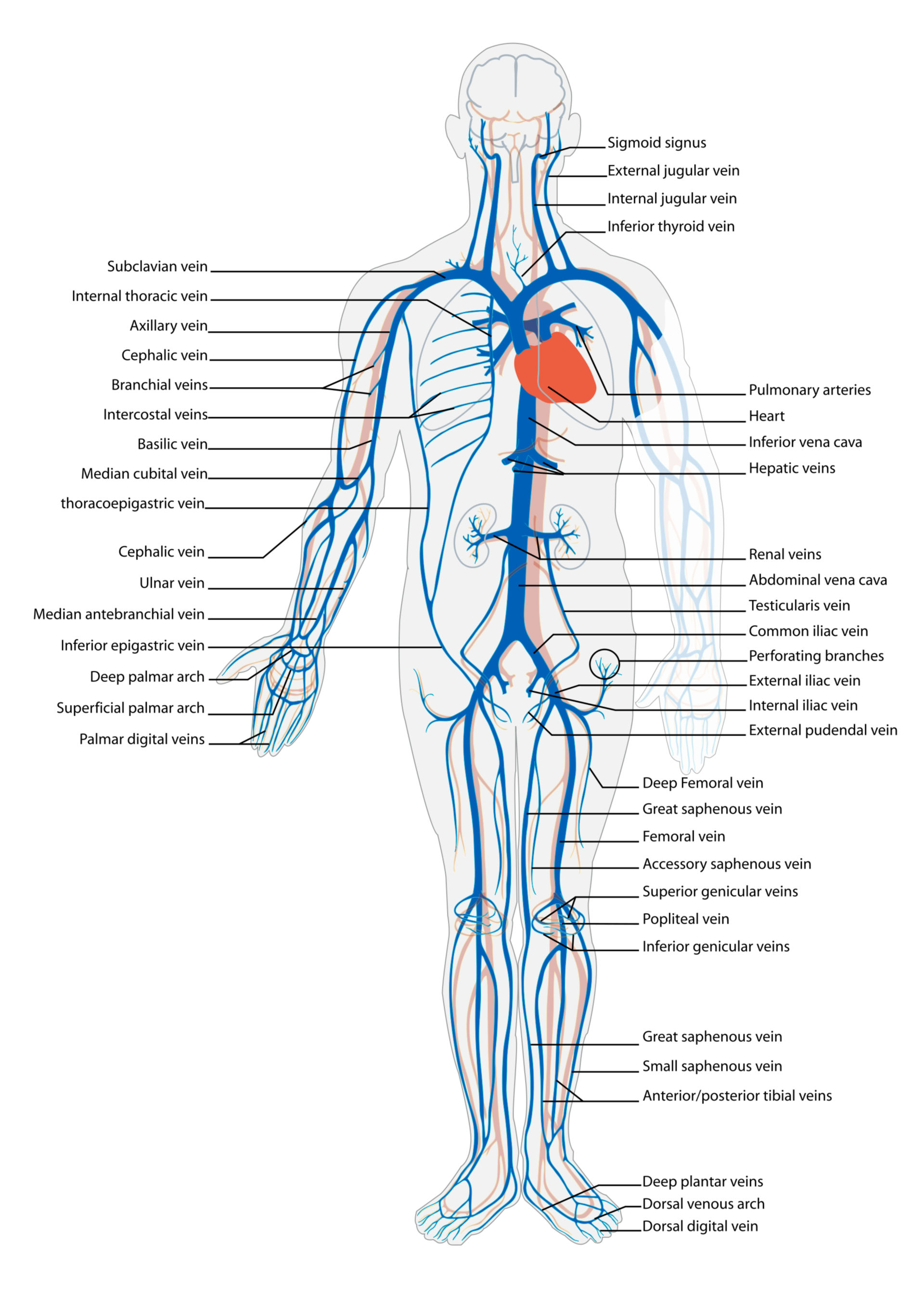 Blutkreislauf: Venöses System (Illustration)